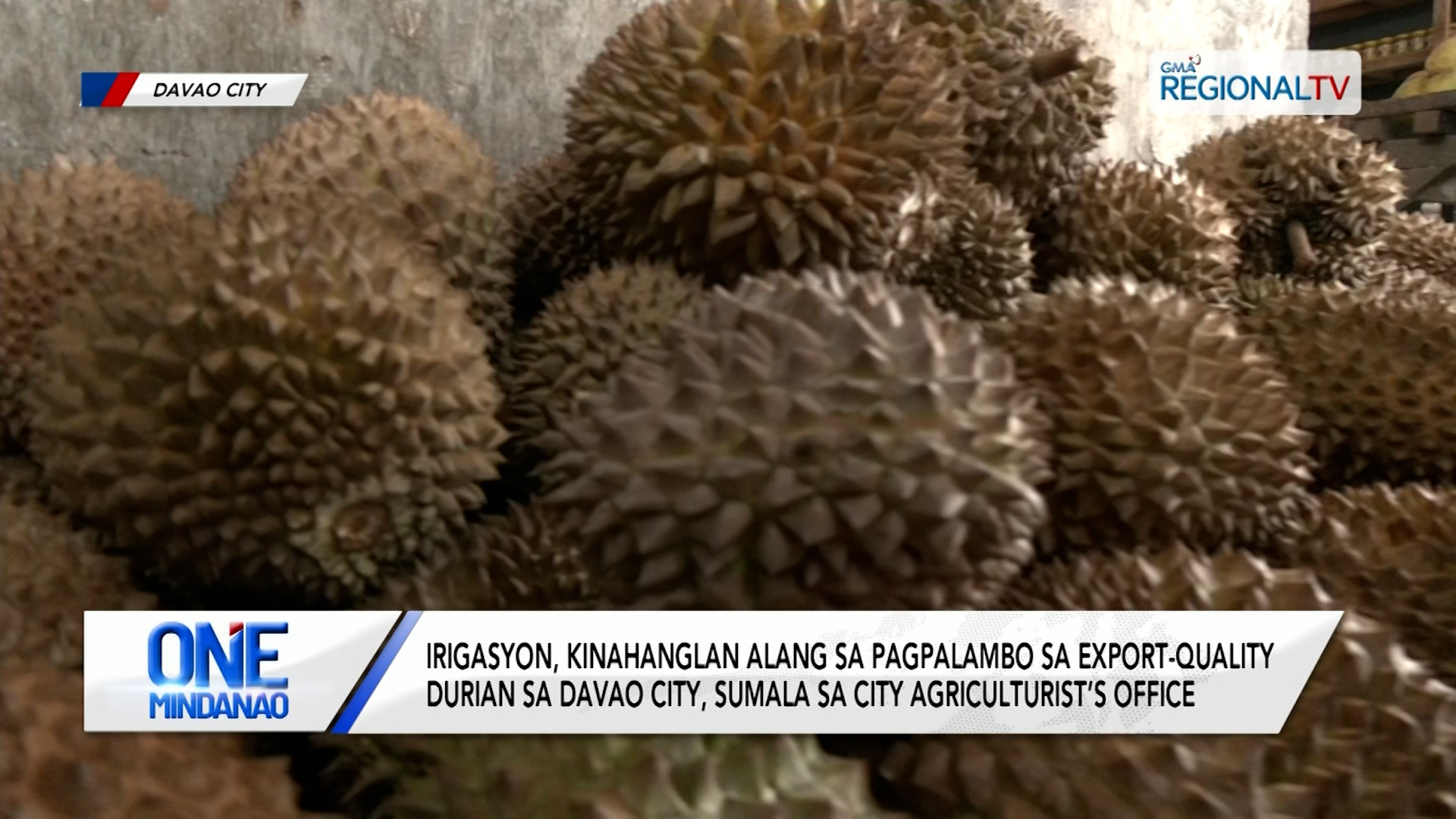 Irigasyon, kinahanglan sa pagpalambo sa export-quality durian sa Davao City