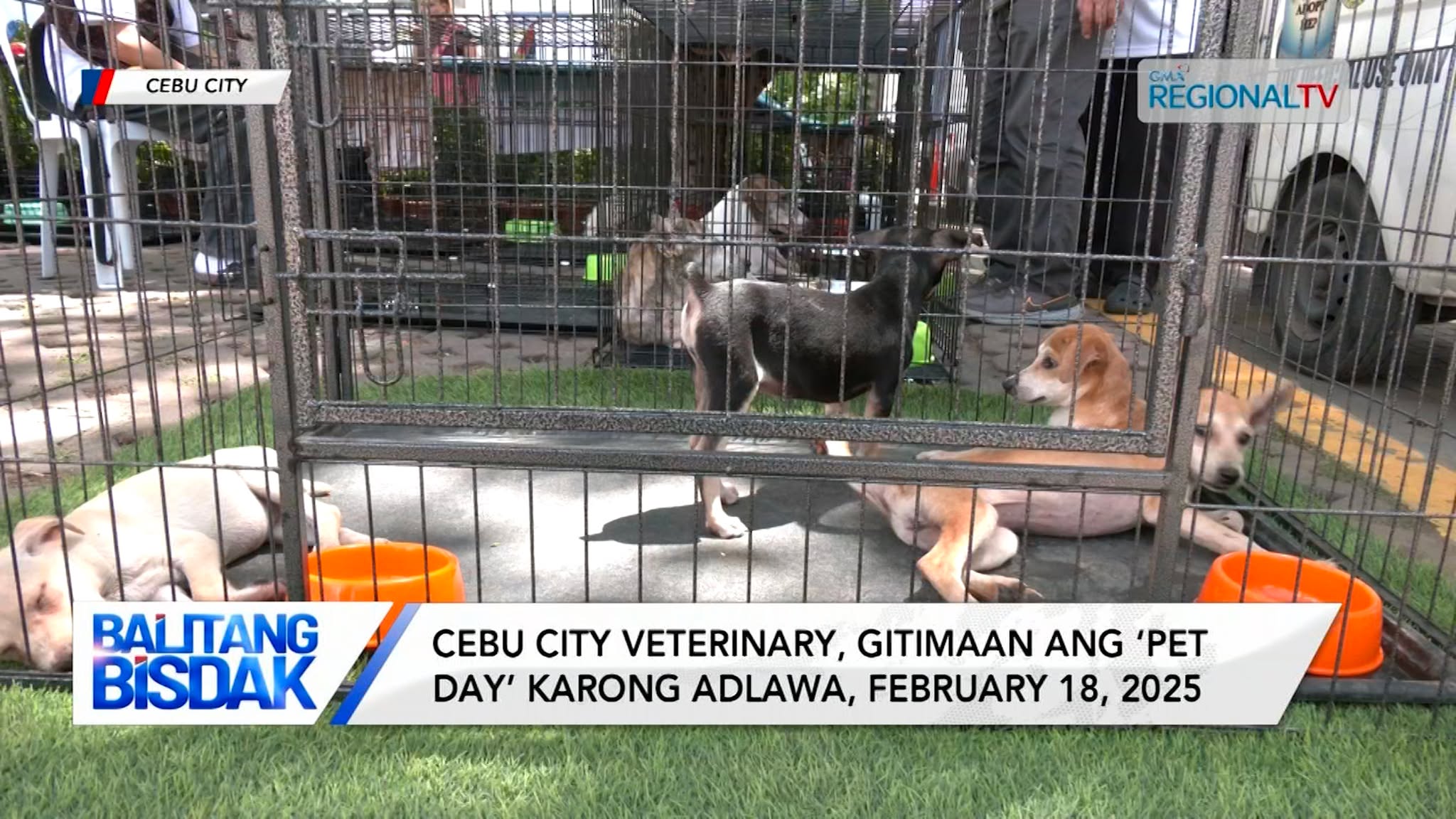 Pet Day, gitimaan karong adlawa, February 18 sa Cebu City Hall