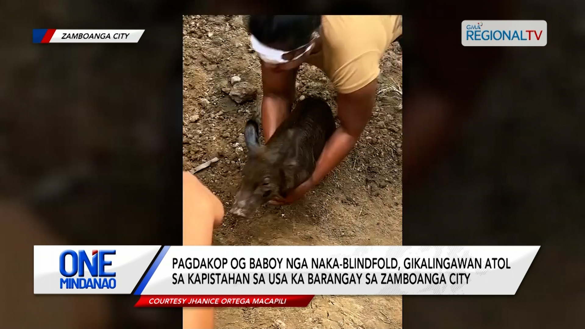 Pagdakop og baboy nga naka-blindfold, gikalingawan sa Zamboanga City