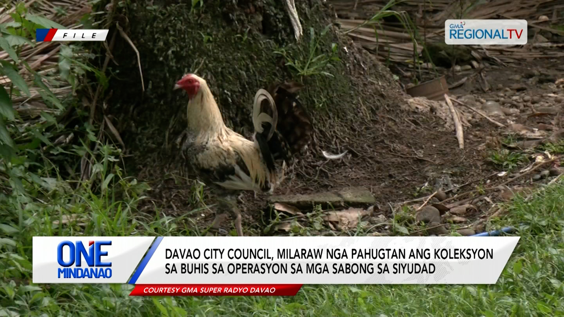 Davao City Council, milaraw nga pahugtan ang koleksyon sa buhis sa sabong | One Mindanao
