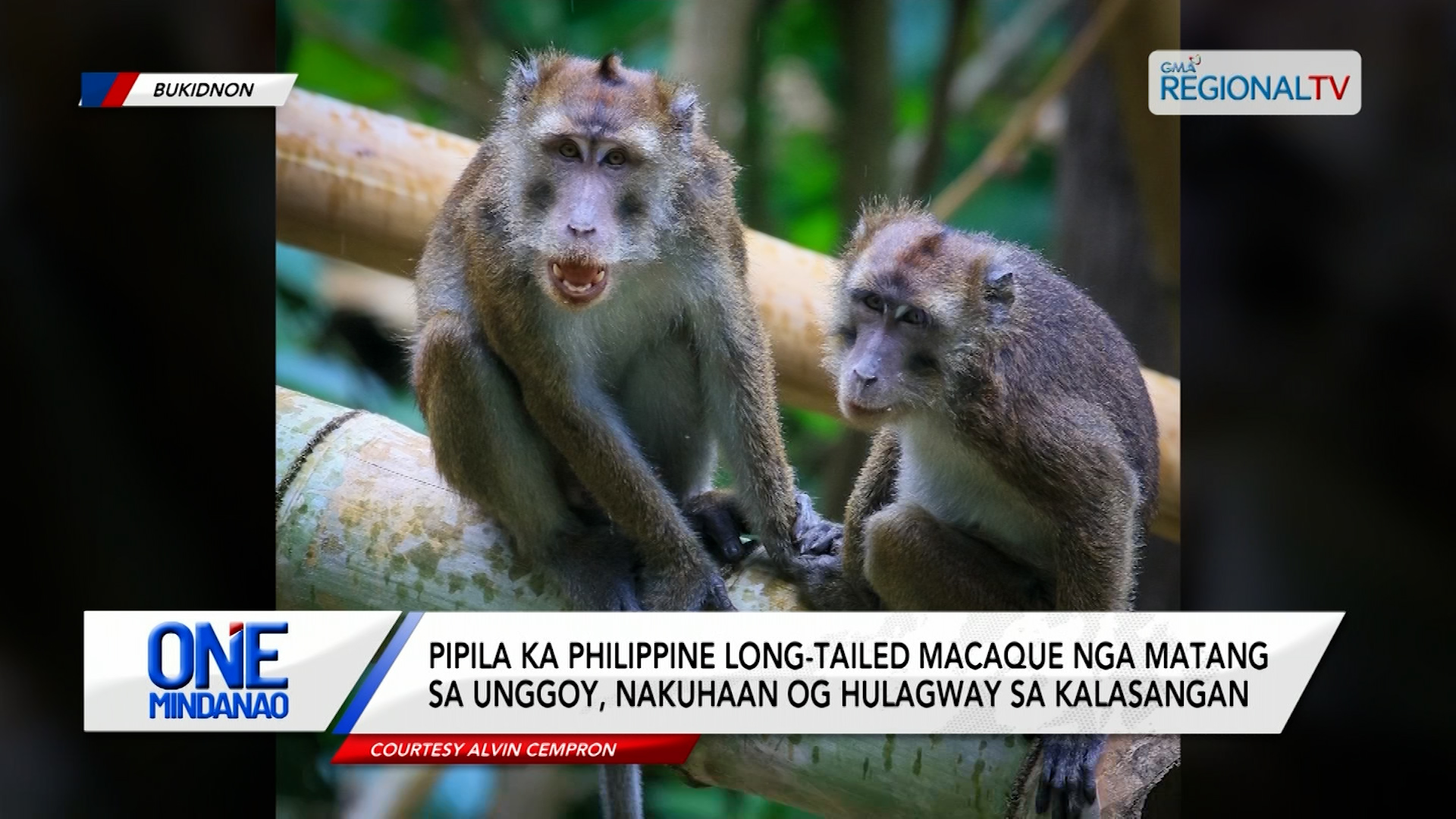 Philippine long-tailed Macaque, nakuhaan og hulagway sa kalasangan | One Mindanao