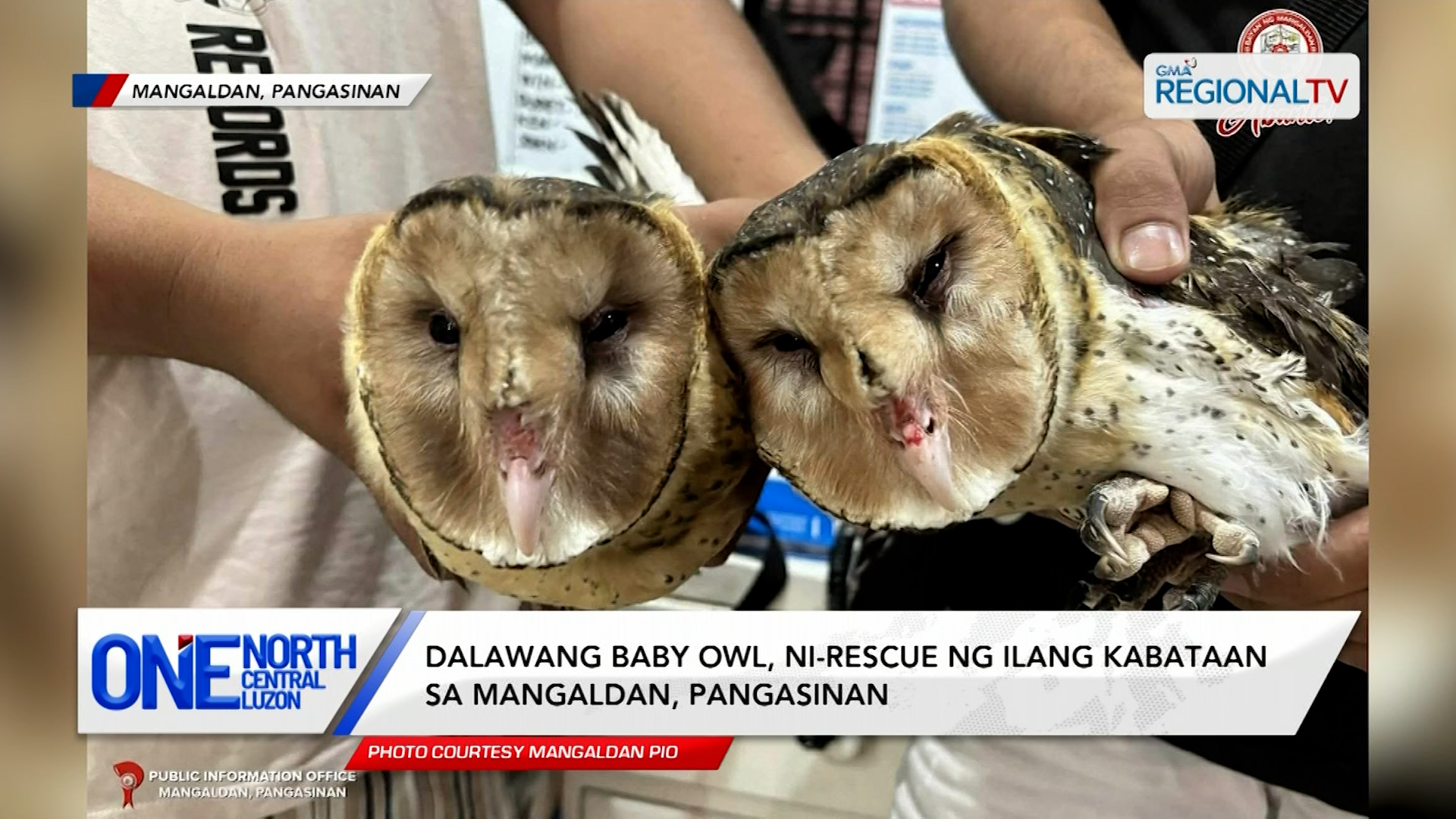Dalawang baby owl, ni-rescue ng ilang kabataan sa Mangaldan, Pangasinan | One North Central Luzon