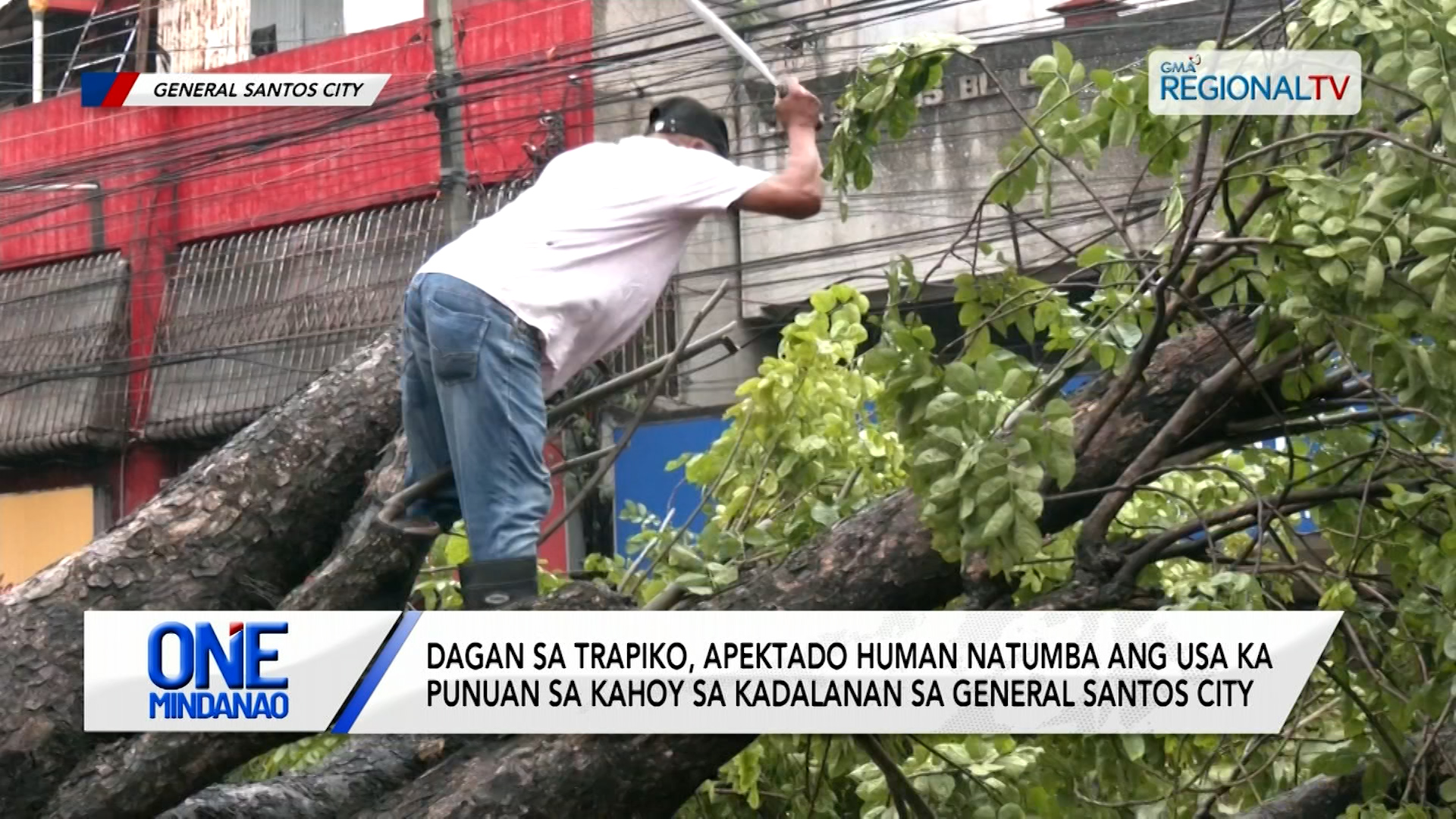 Dagan sa trapiko, apektado human natumba ang usa ka punuan sa kahoy | One Mindanao