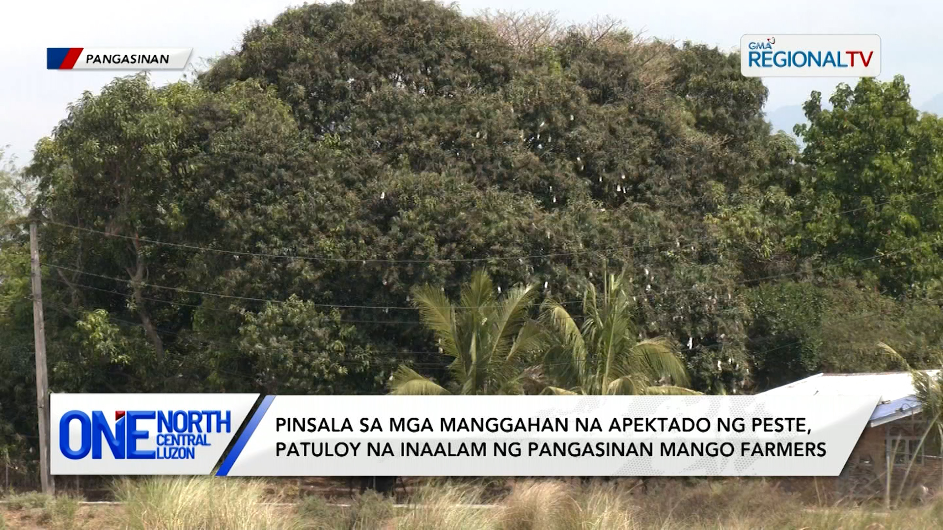 Ilang mango farmers, puspusan ang intervention para maiwasan ang pamemeste | One North Central Luzon