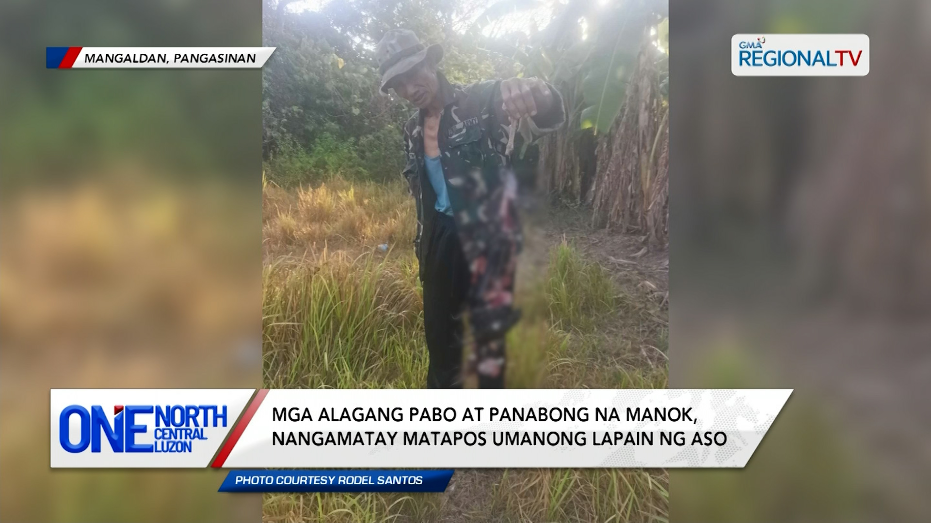 Mga alagang pabo at panabong na manok, nangamatay matapos lapain ng aso | One North Central Luzon