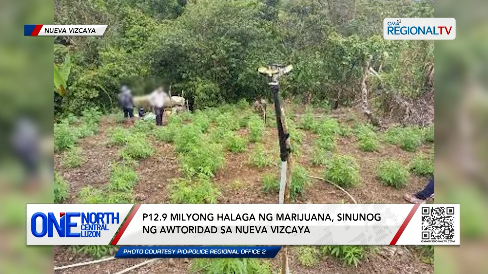 P12.9 milyong halaga ng marijuana, sinunog ng awtoridad sa Nueva Vizcaya | One North Central Luzon