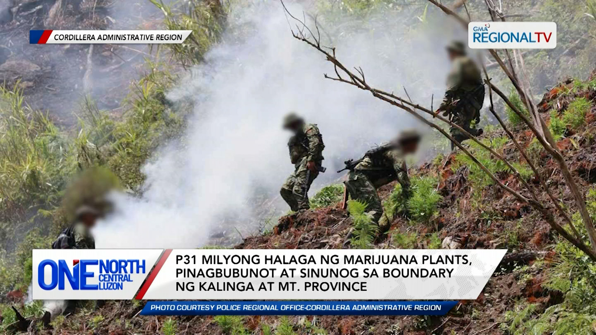 P31 milyong halaga ng marijuana plants, pinagbubunot at sinunog | One North Central Luzon