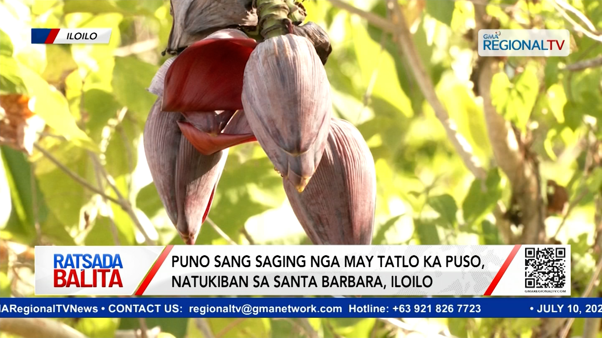 Puno sang saging nga may tatlo ka puso, natukiban sa Santa Barbara, Iloilo | Ratsada Balita