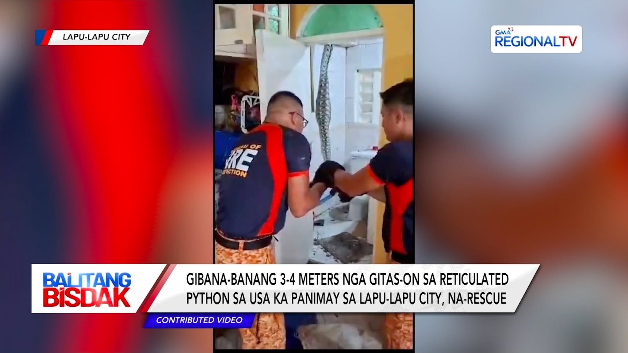 Nasigpatang Reticulated Python sa usa Ka Panimay, Na-rescue | Balitang ...