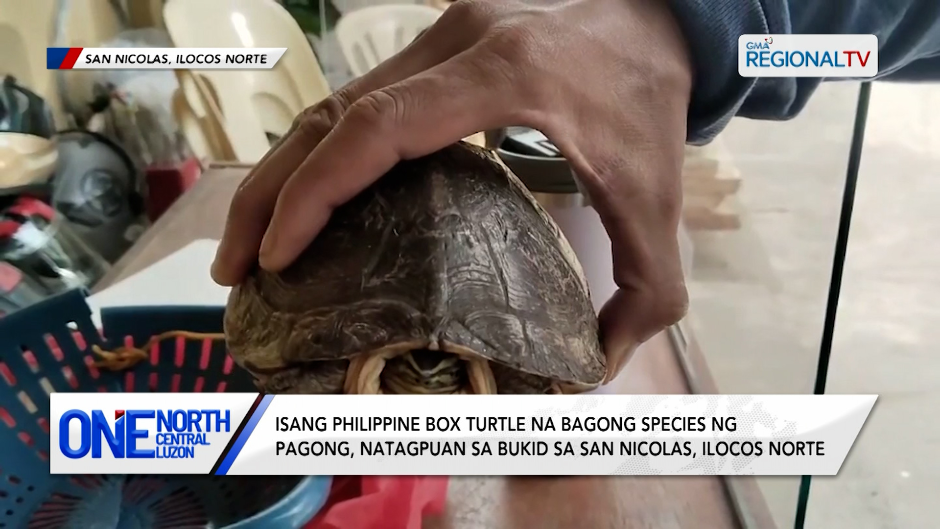 1 Philippine Box Turtle, natagpuan sa bukid sa Ilocos Norte