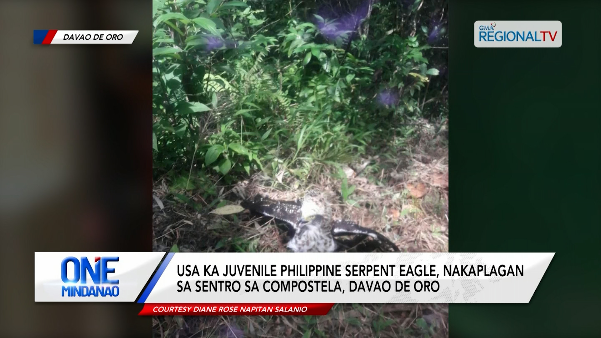 Usa ka Juvenile Philippine Serpent Eagle, nakaplagan sa Compostela, Davao de Oro