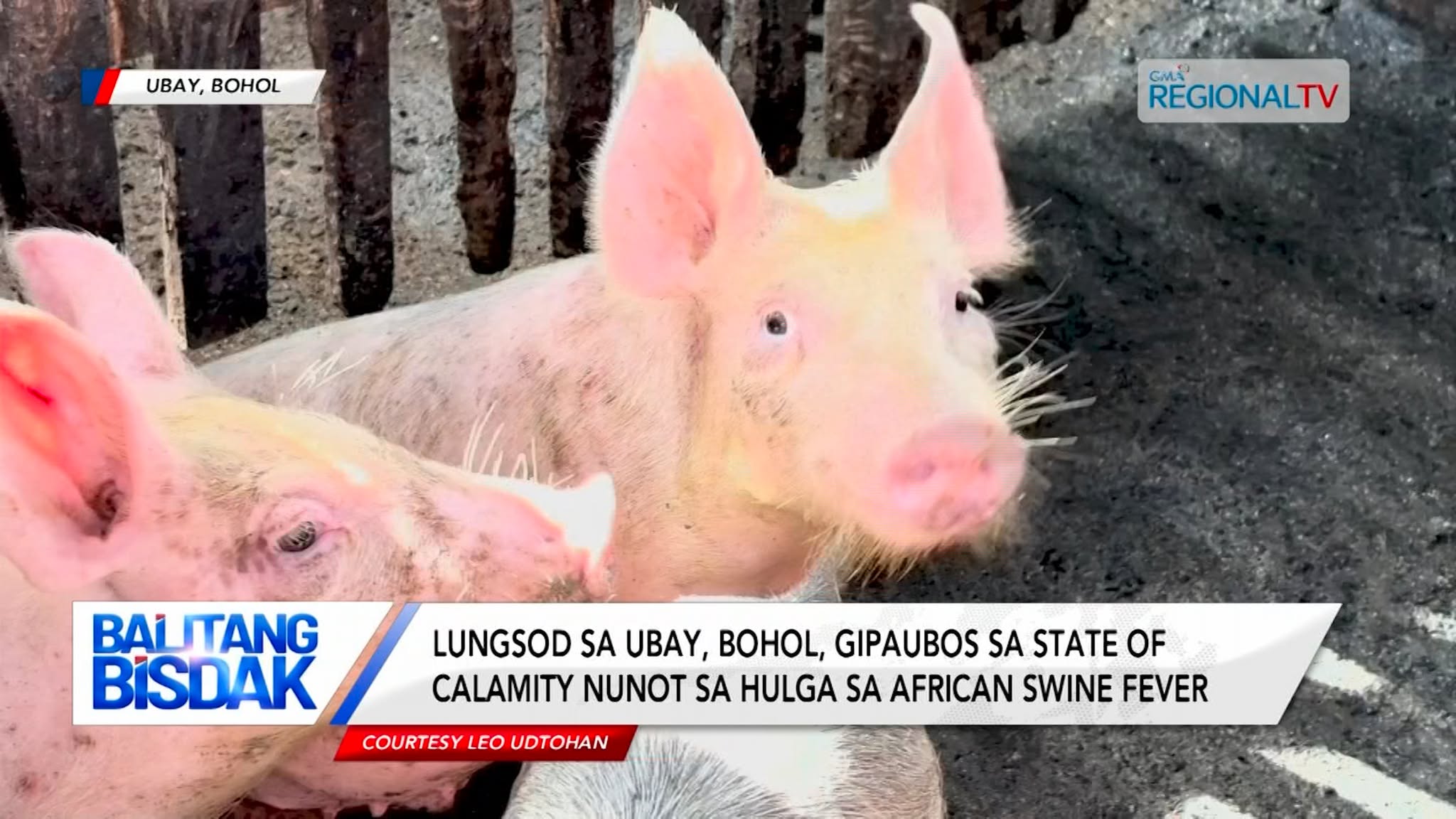 Ubay, Bohol, gipaubos sa state of calamity nunot sa hulga sa African Swine Fever