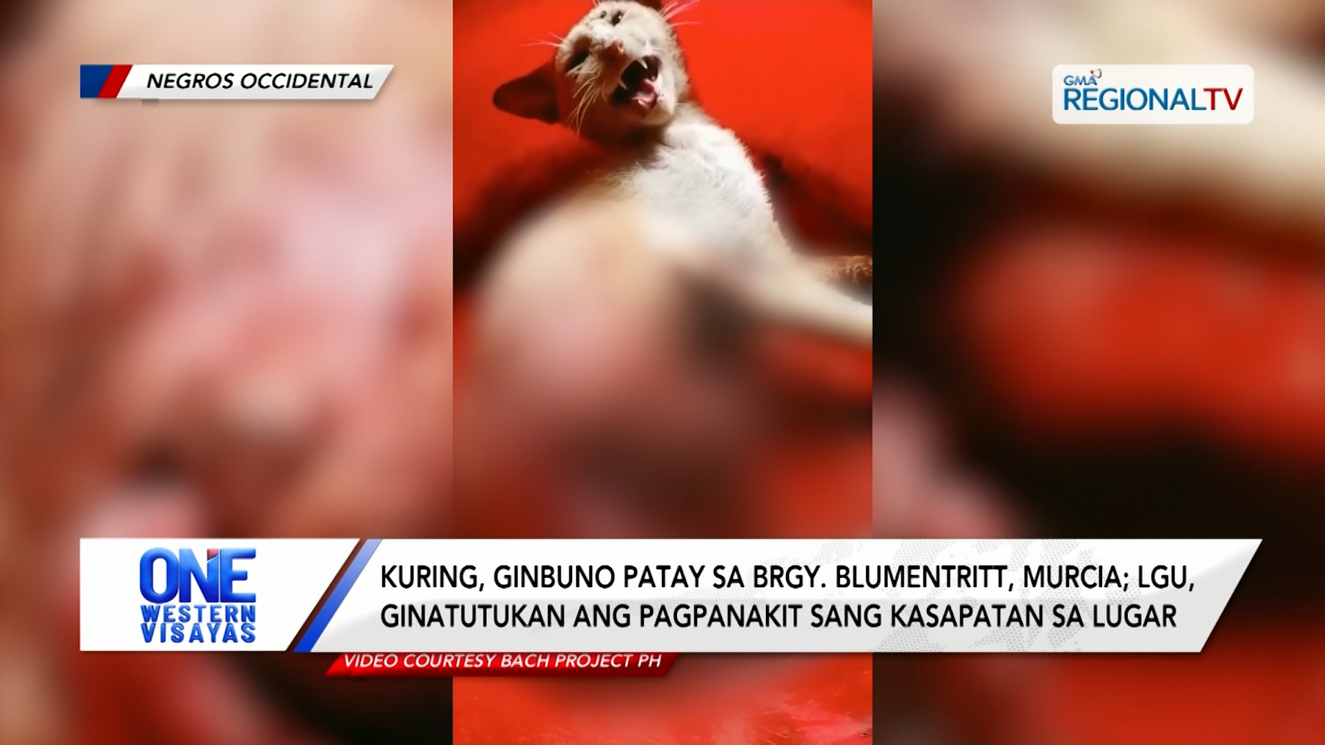 Kuring, ginbuno patay sa Brgy. Blumentritt, Murcia