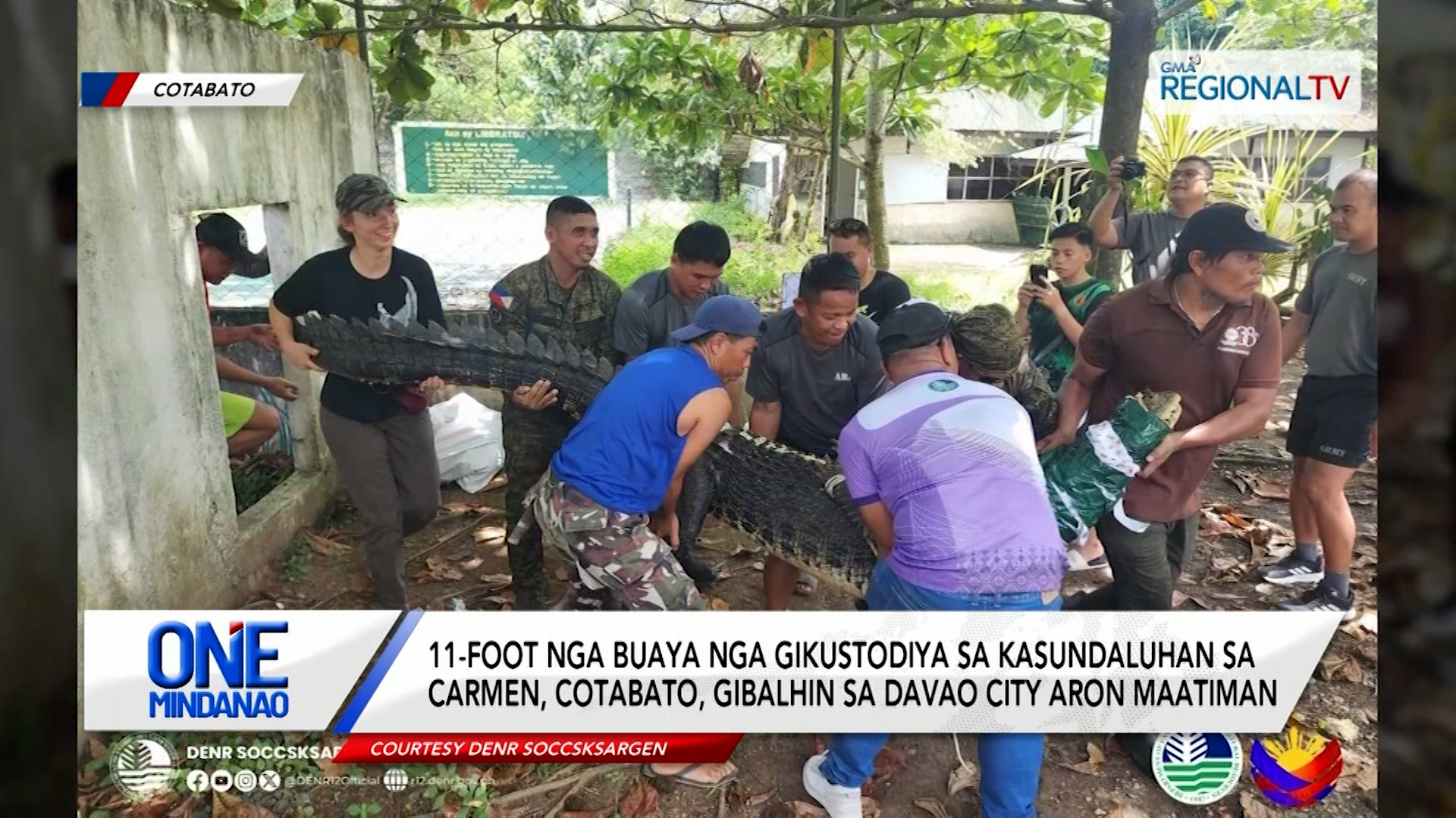 11-foot nga buaya sa Carmen, Cotabato, gibalhin sa Davao City aron maatiman