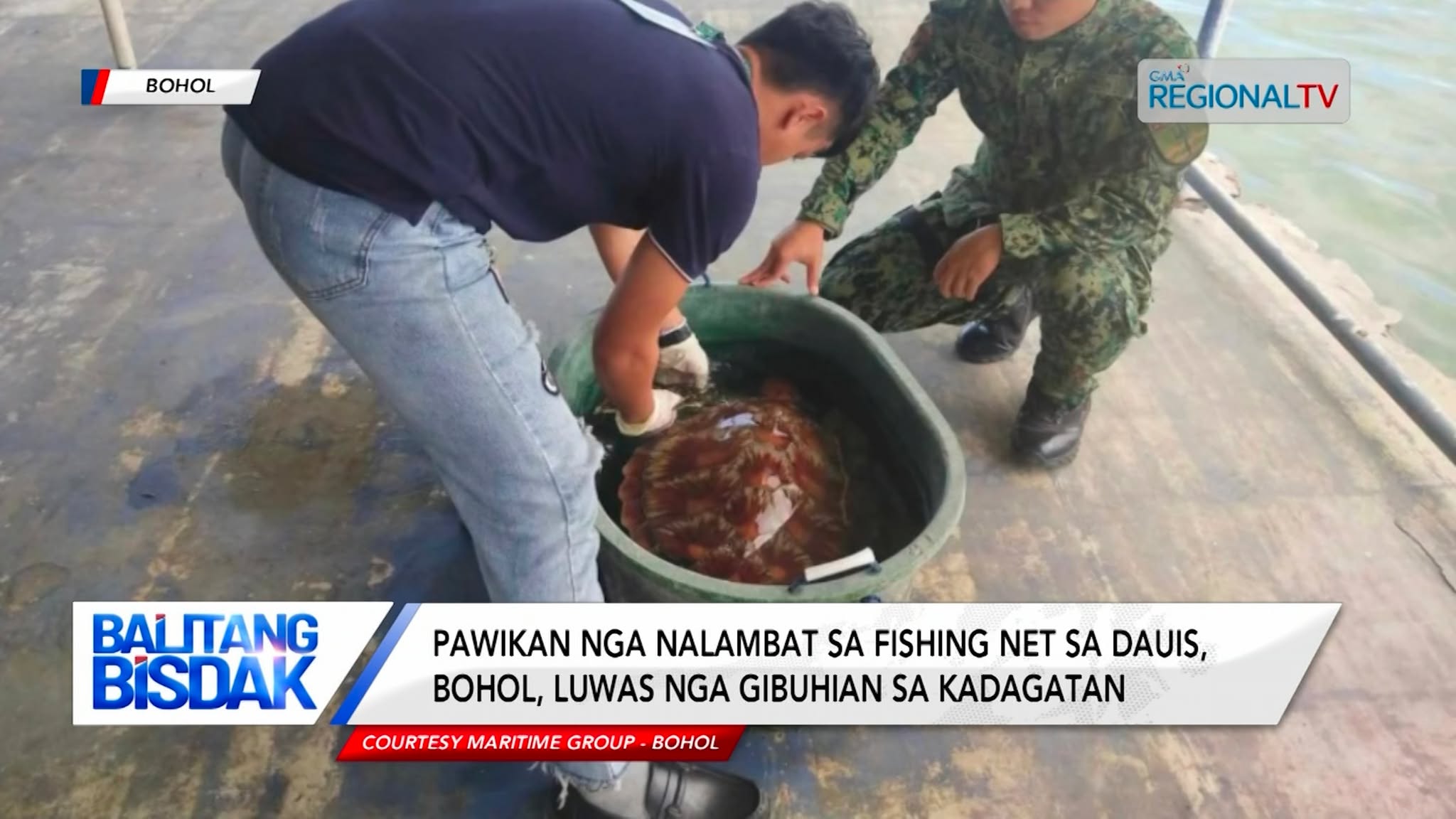 Pawikan nga nalambat sa fishing net sa Bohol, luwas nga gibuhian sa kadagatan