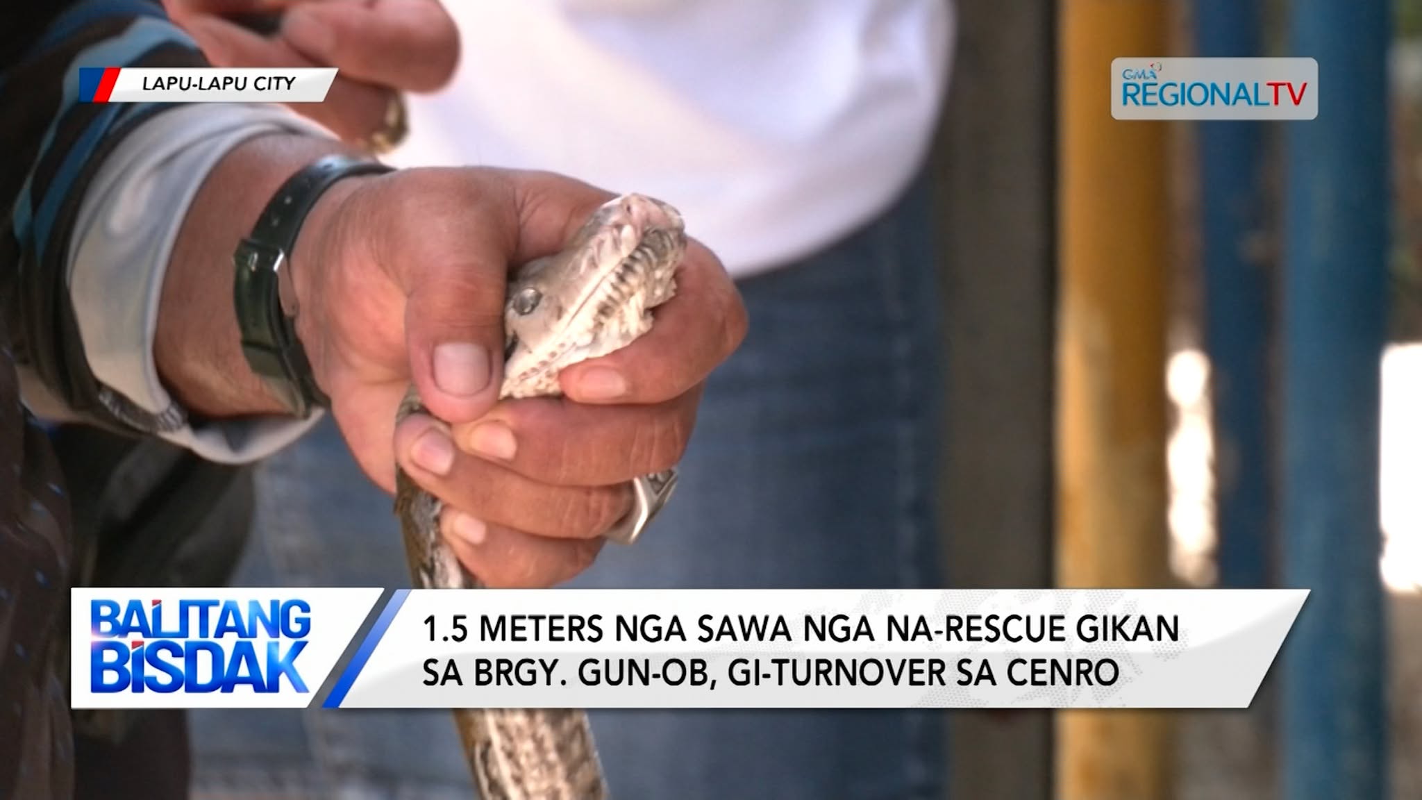 2 ka dagkong sawa nga na-rescue sa Lapu-Lapu City, gi-turn over sa CENRO