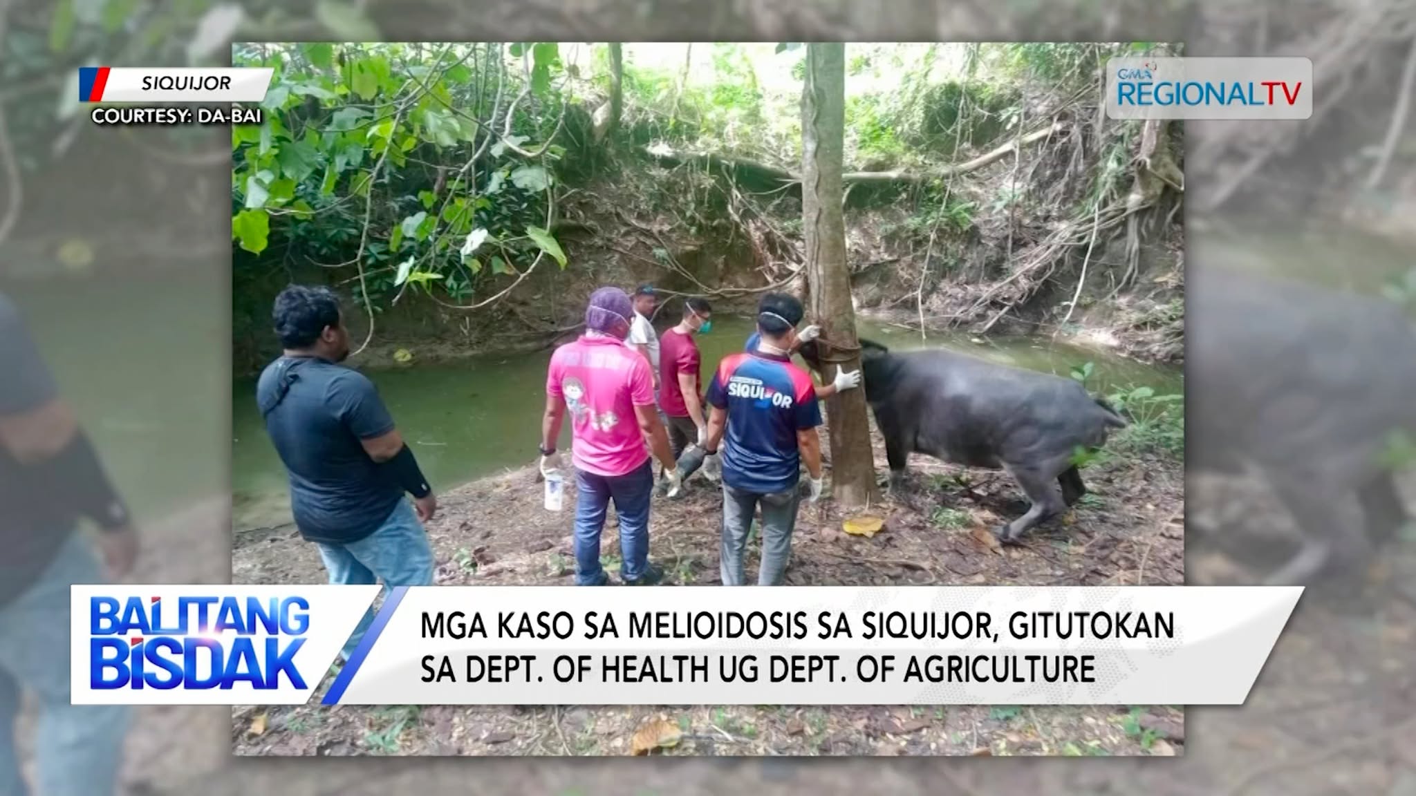 Mga kaso sa melioidosis sa Siquijor, gitutokan