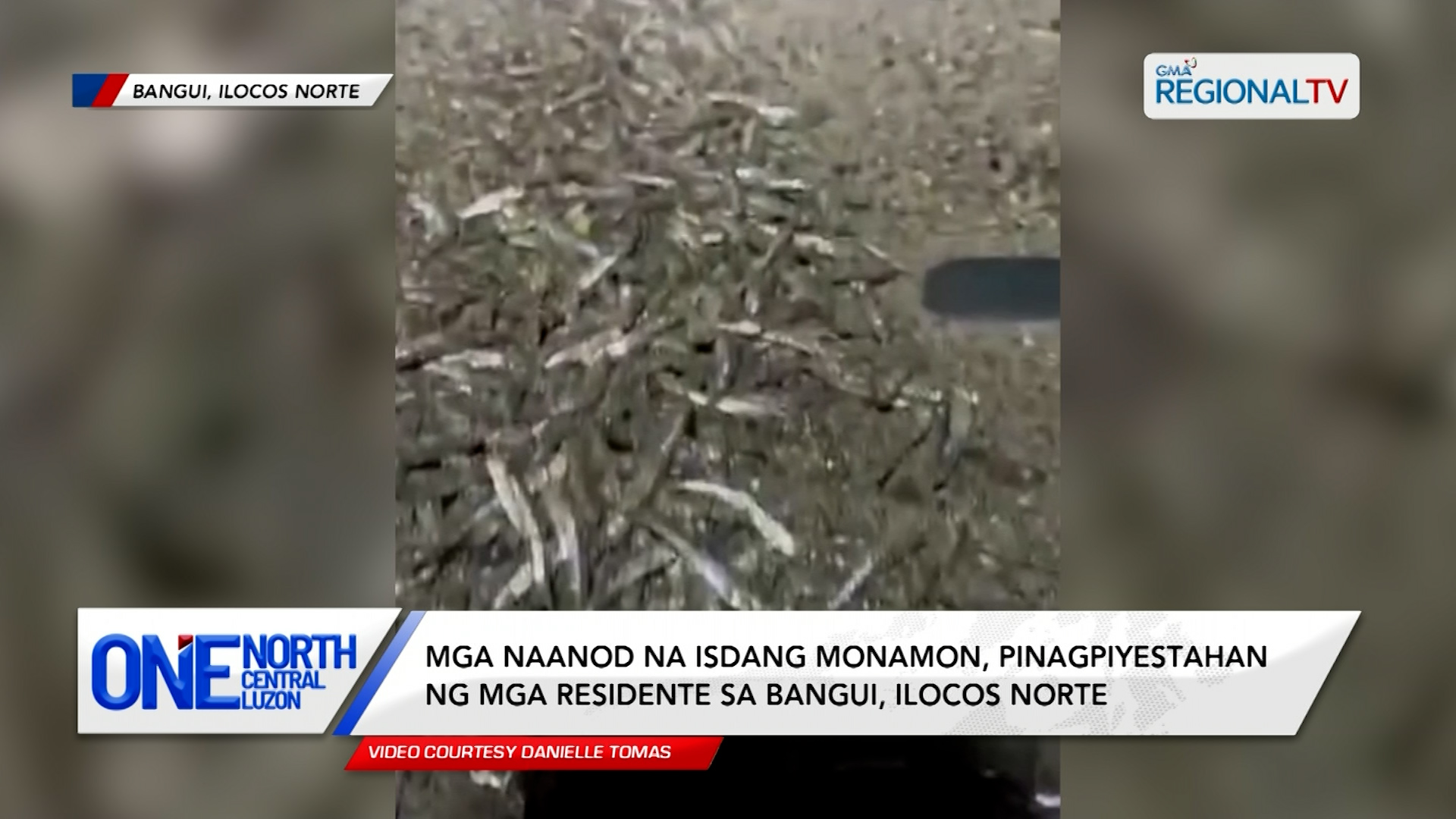 Mga naanod na isdang monamon, pinagpiyestahan ng mga residente