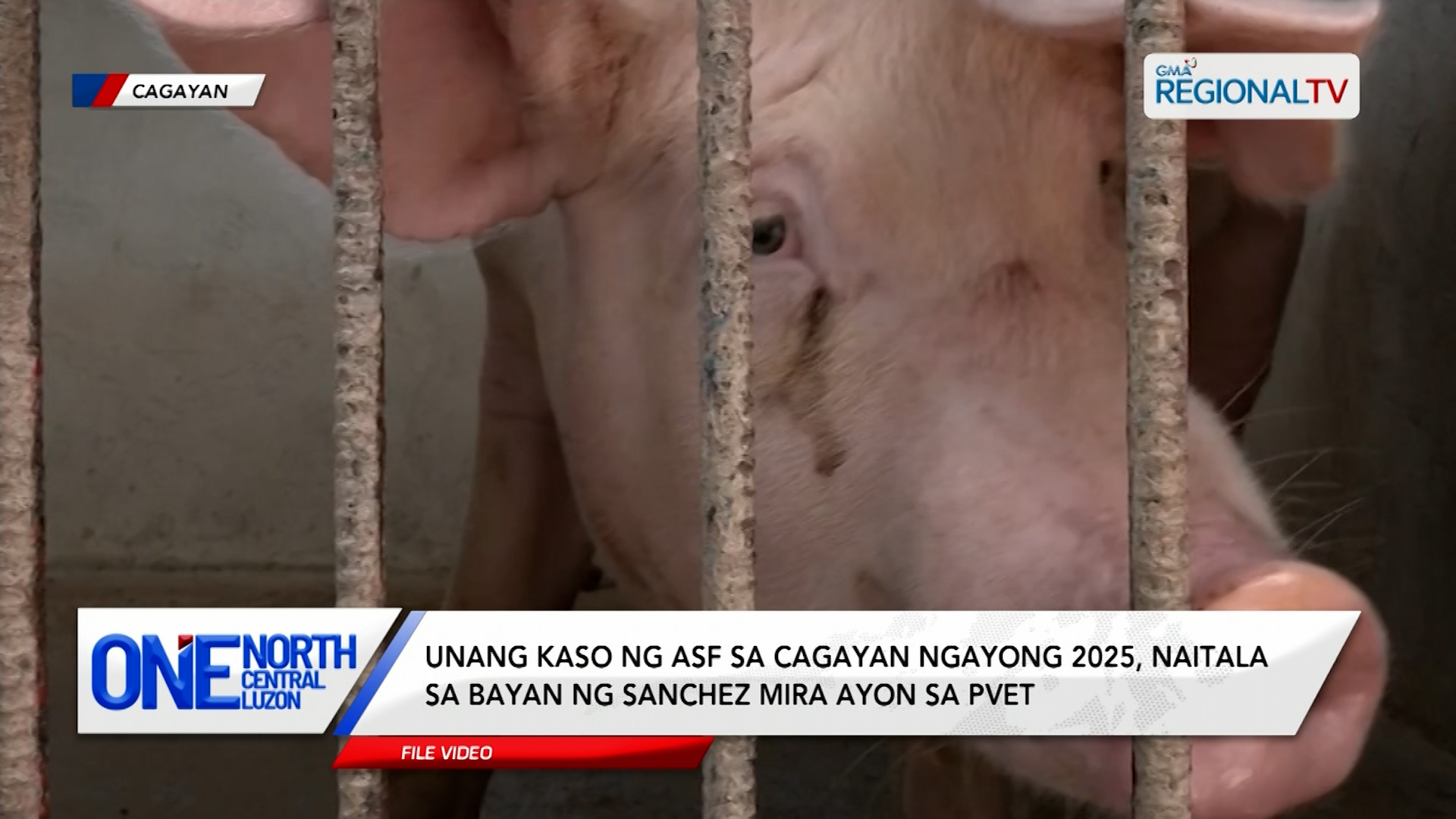 Unang kaso ng ASF sa Cagayan ngayong 2025, naitala sa Sanchez Mira | One North Central Luzon