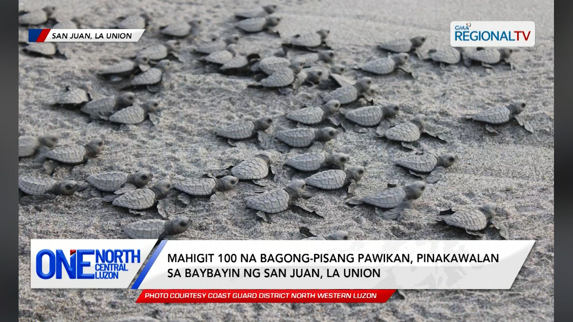 Mahigit 100 na bagong-pisang pawikan, pinakawalan sa baybayin ng San Juan | One North Central Luzon