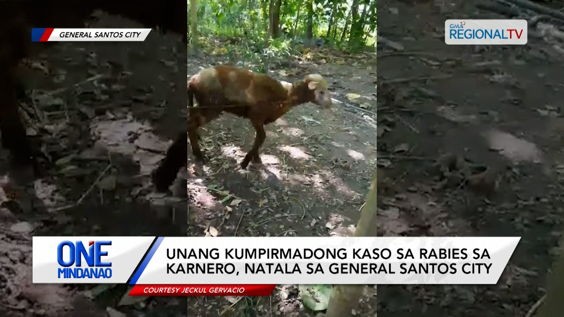 Unang kumpirmadong kaso sa rabies sa karnero, natala | One Mindanao