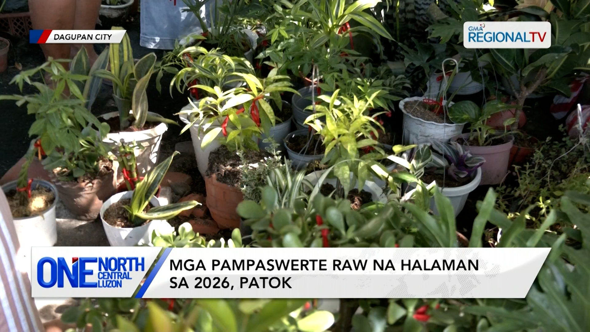 Mga pampaswerte raw na halaman sa 2026, patok | One North Central Luzon