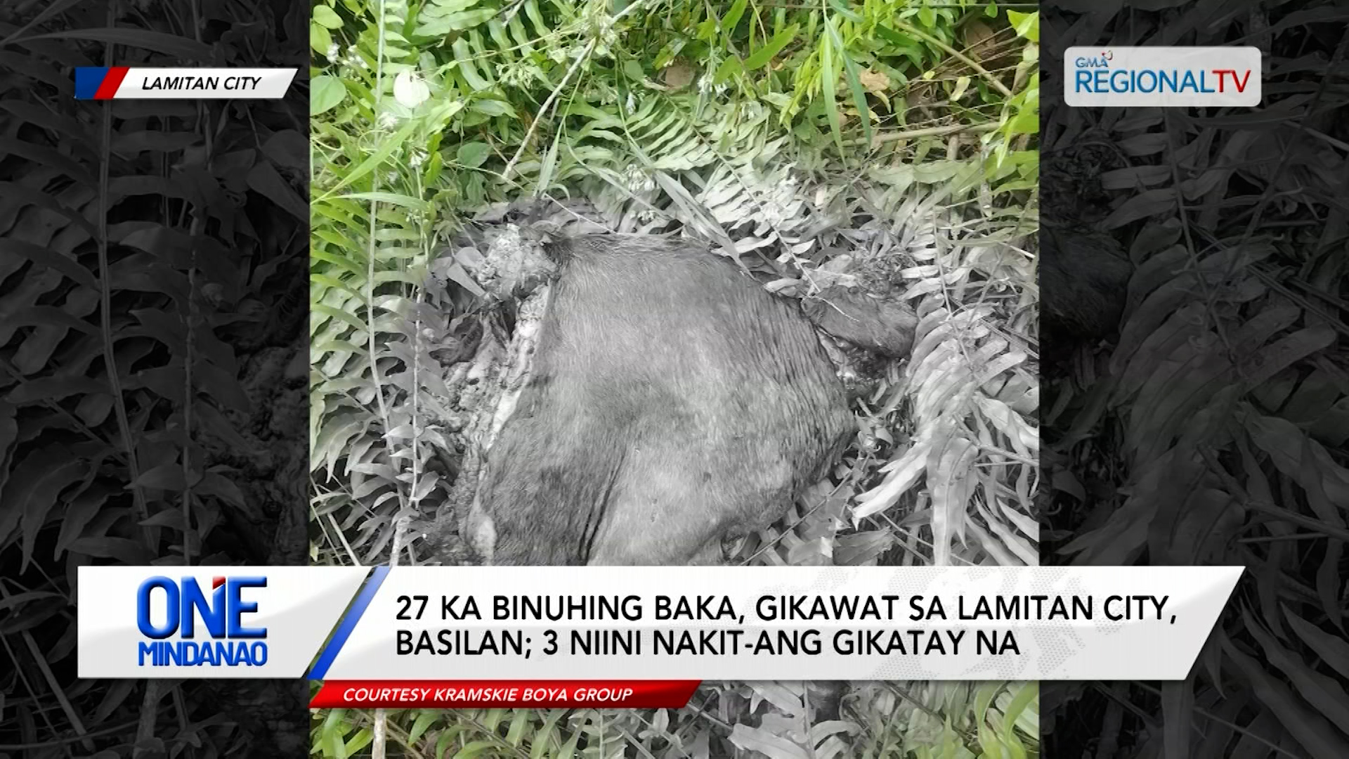 27 ka binuhing baka, gikawat sa Lamitan City, Basilan | One Mindanao