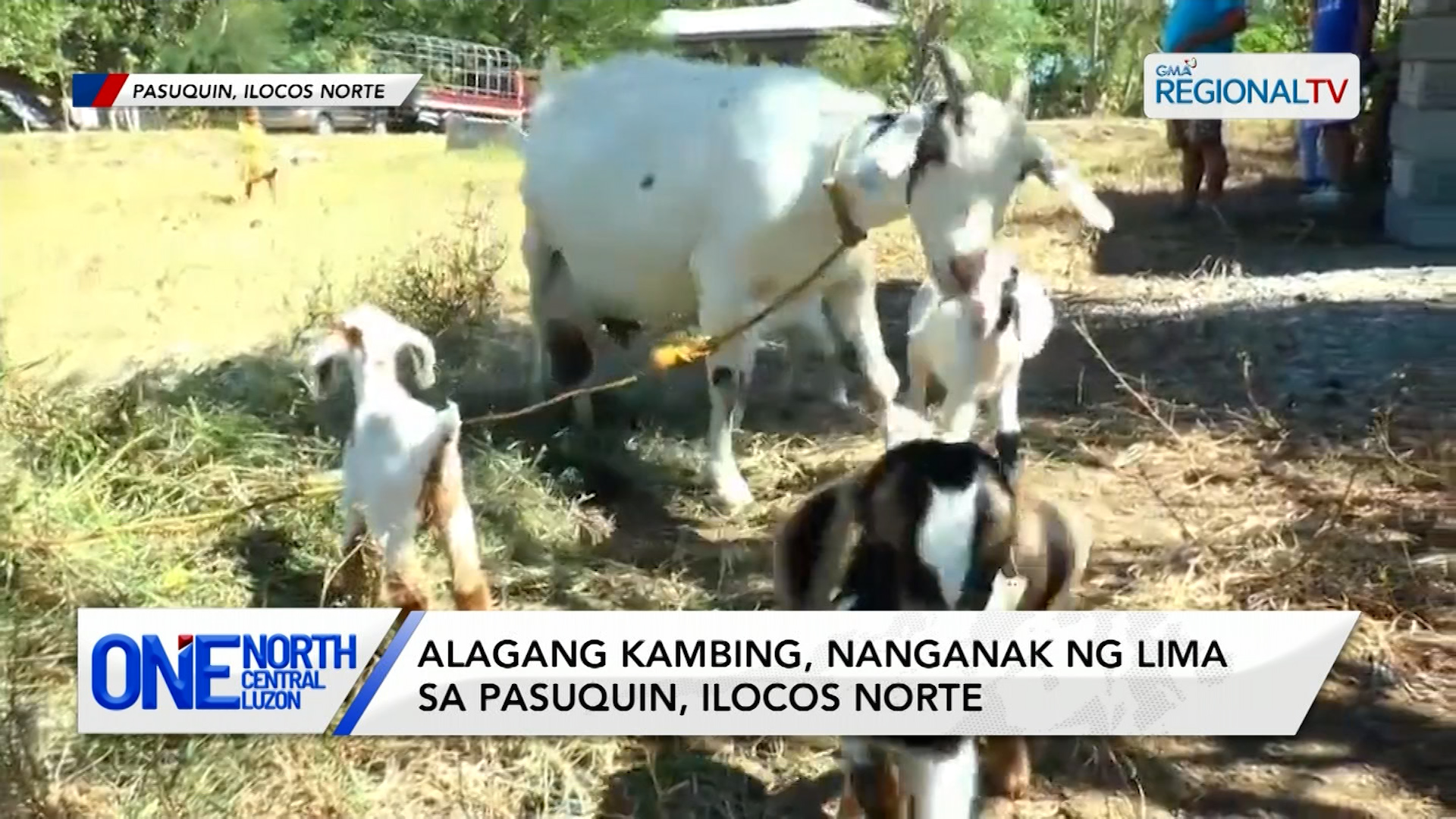 Alagang kambing, nanganak ng lima sa Pasuquin, Ilocos Norte | One North Central Luzon