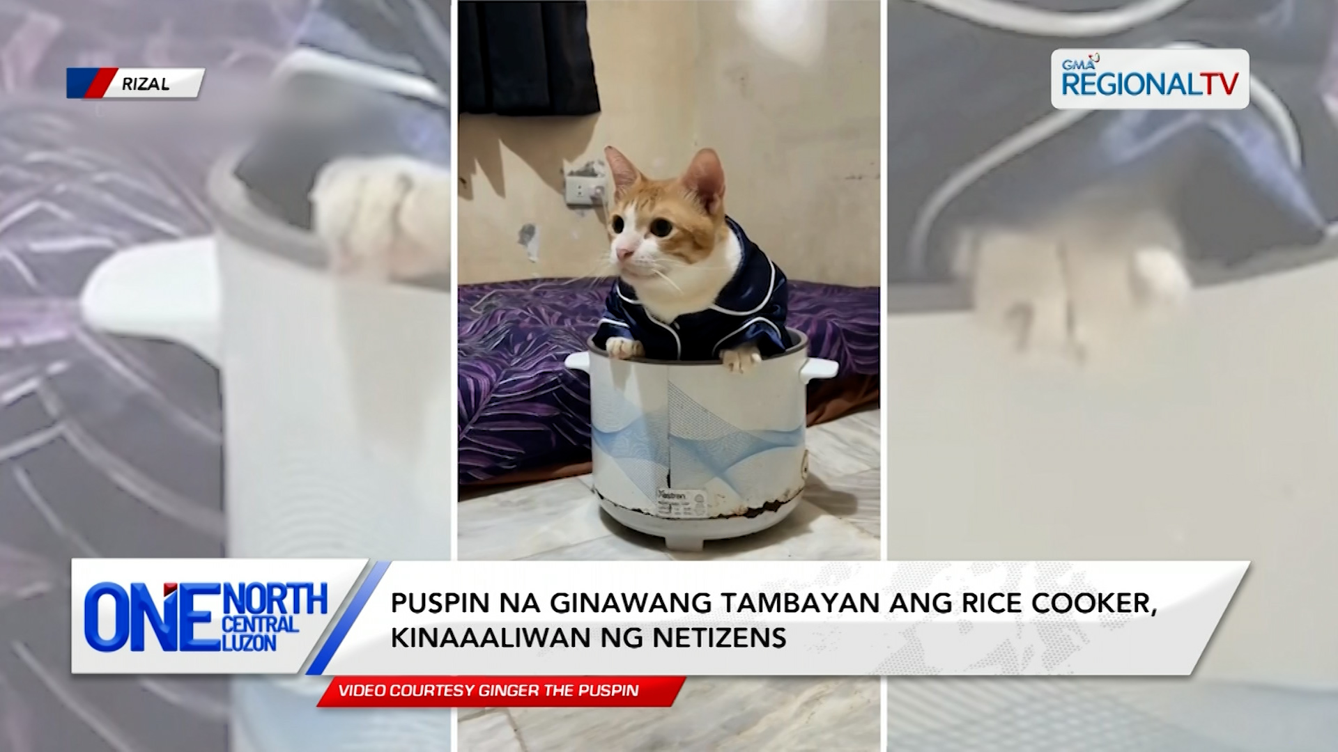 Puspin na ginawang tambayan ang rice cooker, kinaaaliwan ng netizens | One North Central Luzon