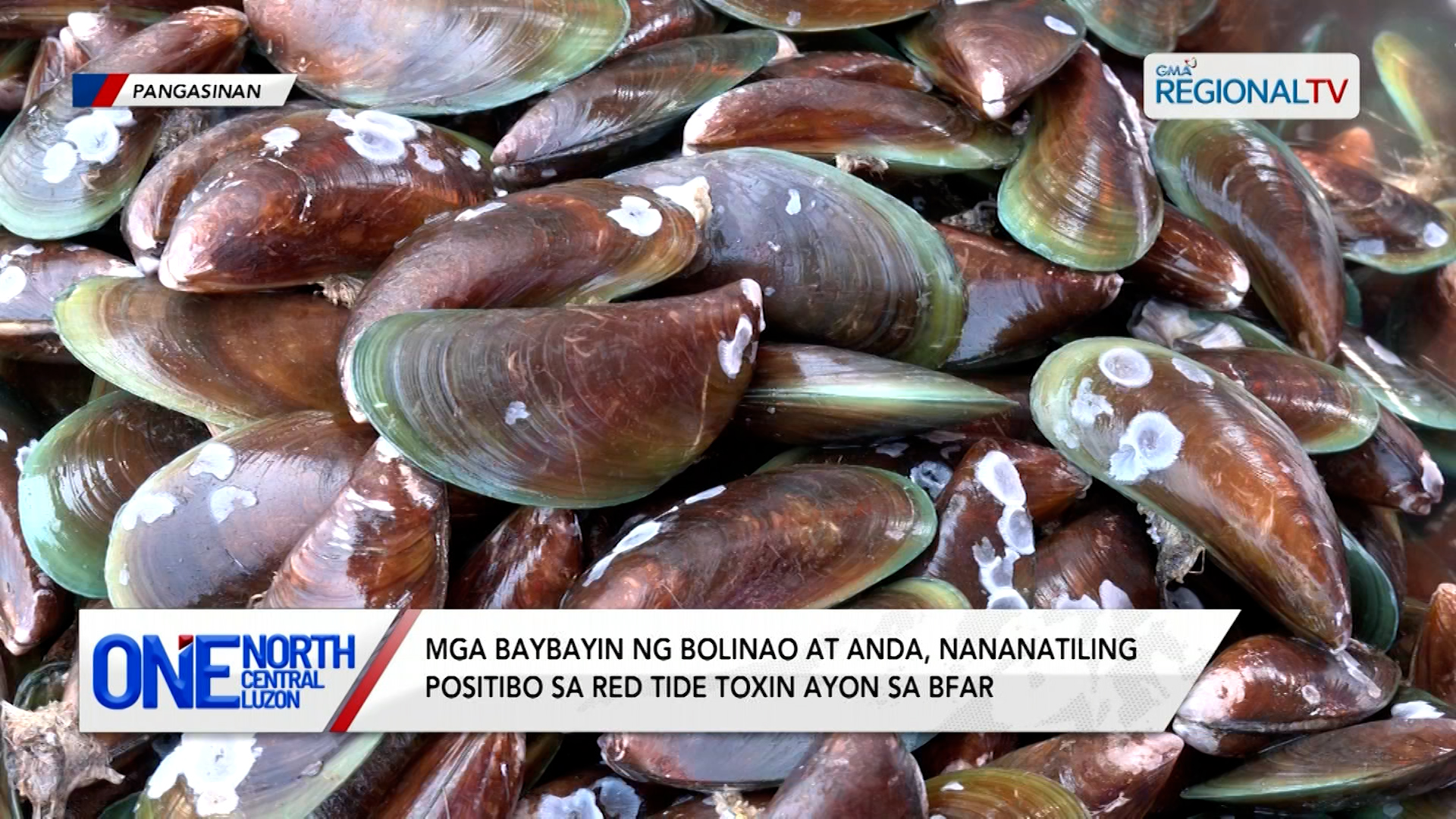 Mga baybayin ng Bolinao at Anda, nananatiling positibo sa red tide toxin | One North Central Luzon