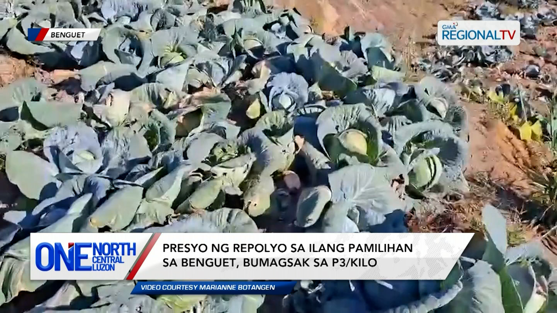 Presyo ng repolyo sa Benguet, bumagsak sa P3/kilo | One North Central Luzon