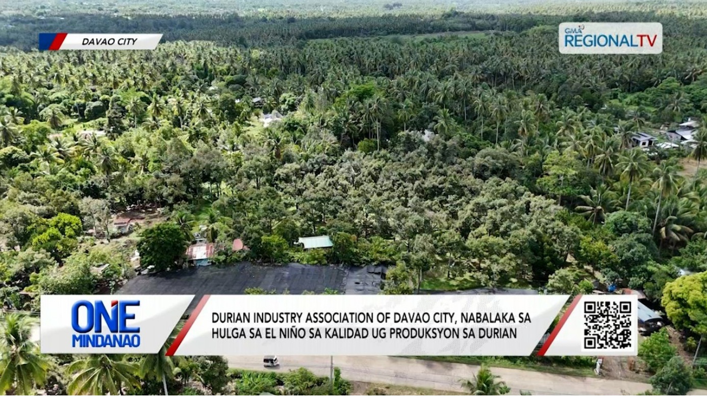 Durian Industry Association of Davao City, nabalaka sa hulga sa El Niño I One Mindanao