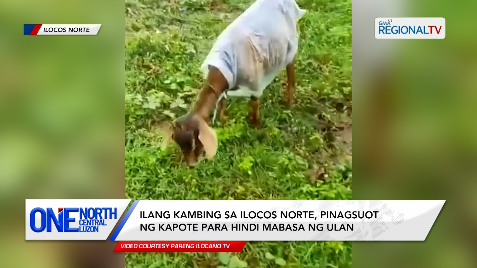 Ilang kambing, pinagsuot ng kapote para hindi mabasa ng ulan
