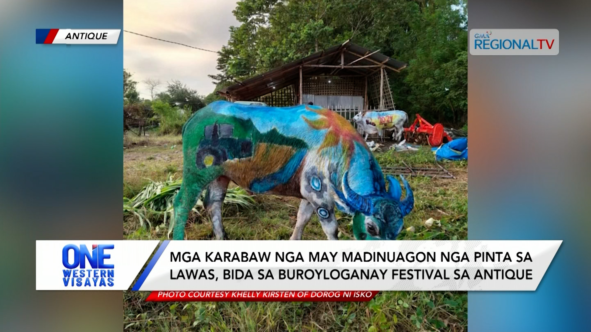 Mga karabaw nga may madinuagon nga pinta sa lawas bida sa Buroyloganay Festival