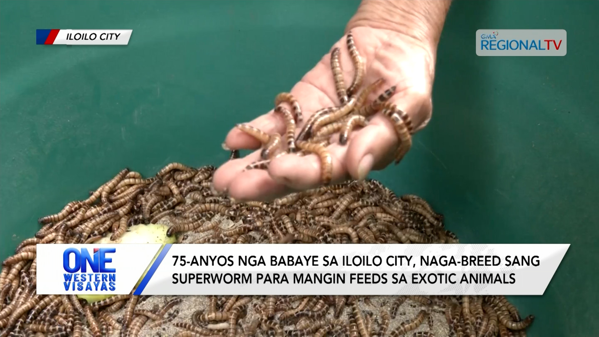 75-anyos nga babaye sa Iloilo City, palangabuhian ang pag-breed sang superworm