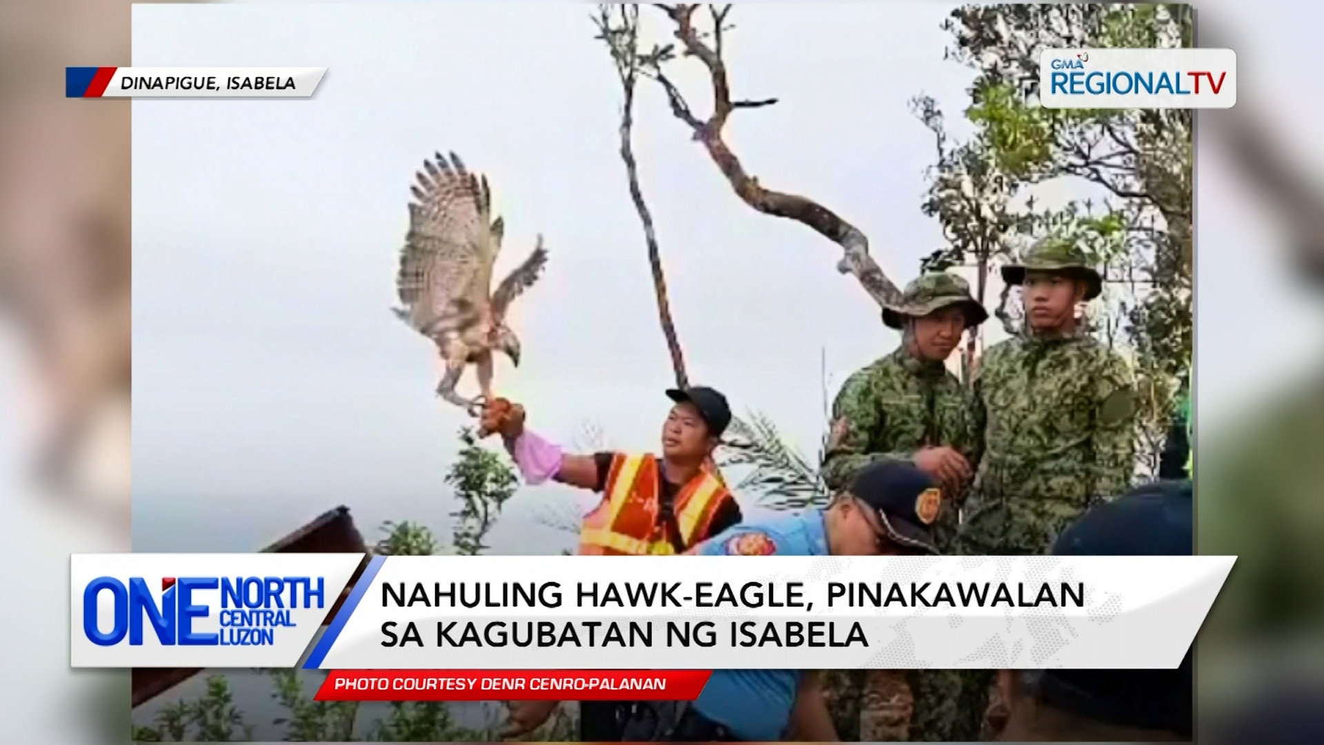 Nahuling hawk-eagle, pinakawalan sa kagubatan ng Isabela