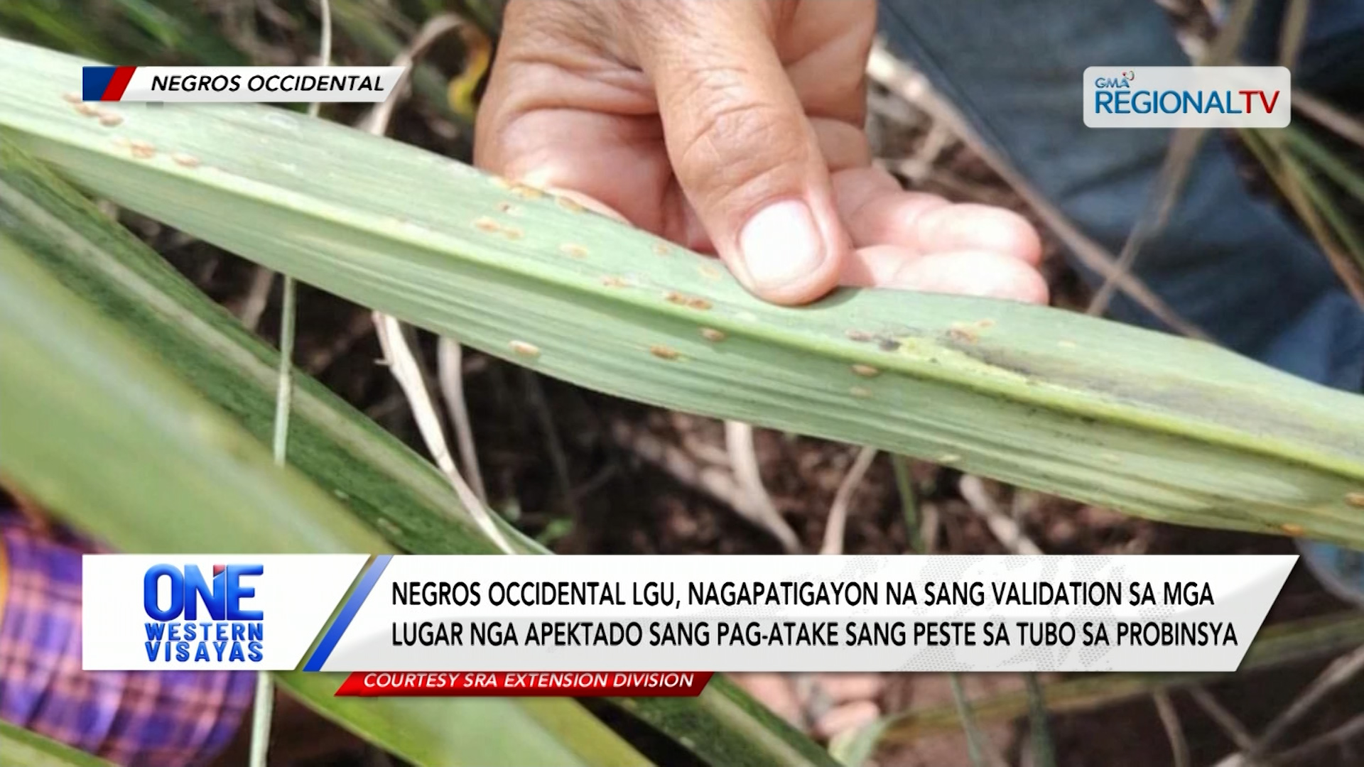 Pag-atake sang peste sa tubo sa mga lugar sa Negros Occidental