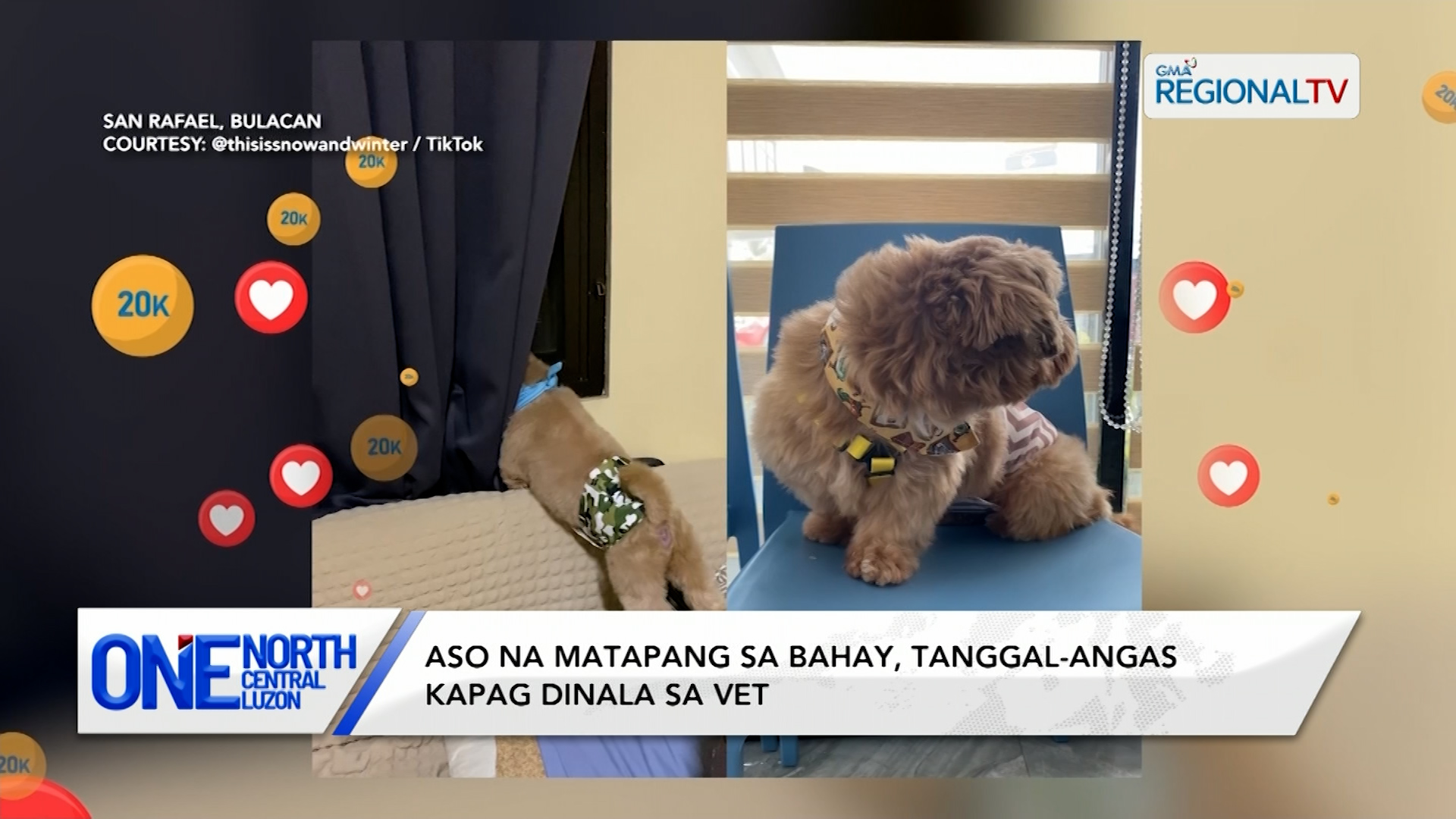 Aso na matapang sa bahay, tanggal-angas kapag dinala sa vet | One North Central Luzon