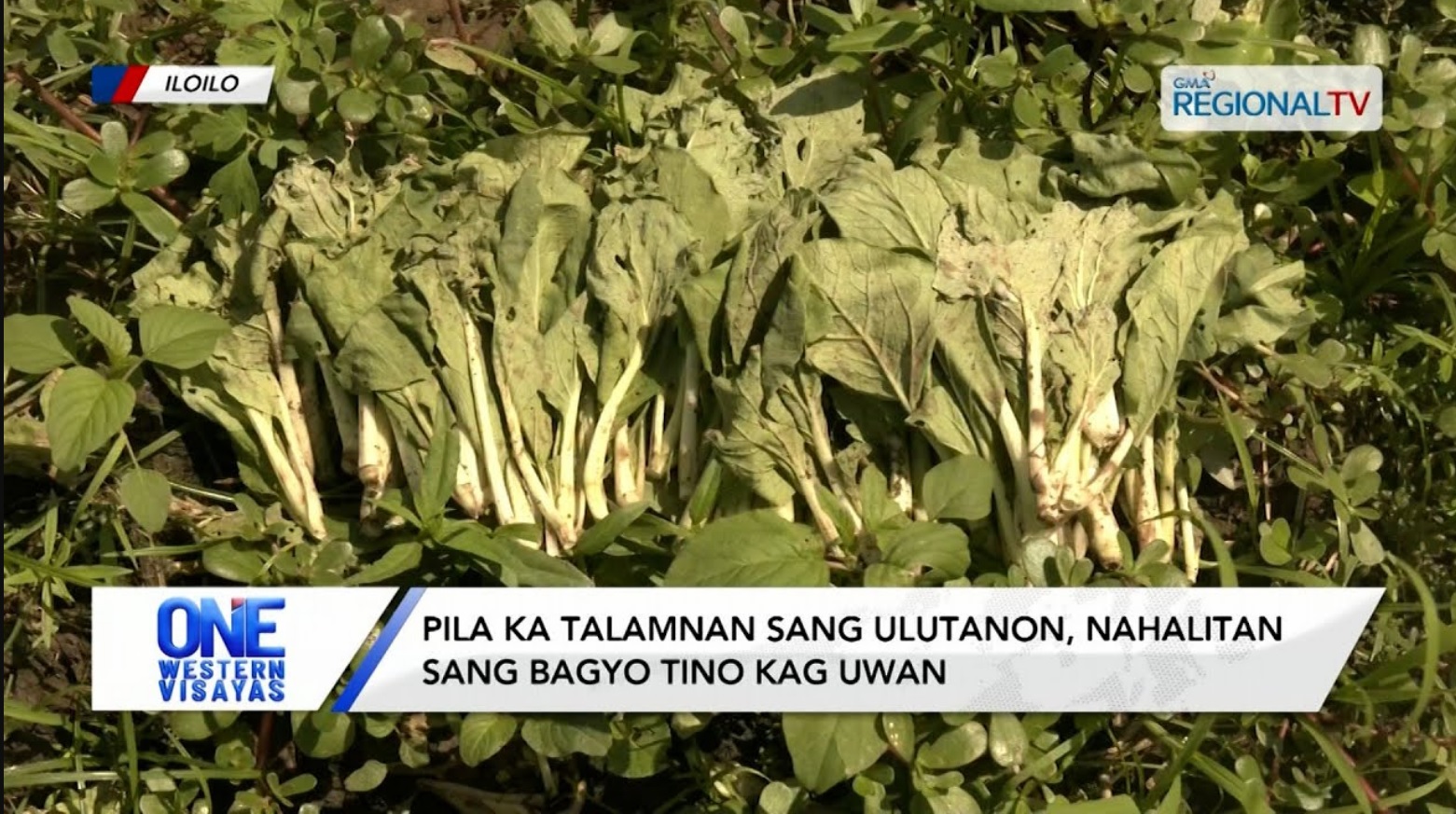 Pila ka talamnan sang ulutanon sa Iloilo, nahalitan sang bagyo tino kag uwan | One Western Visayas