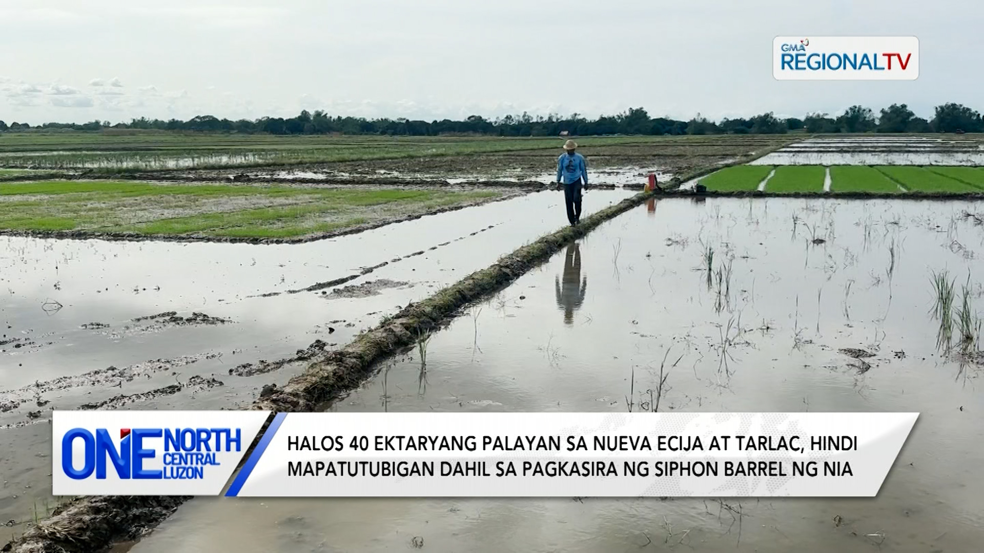 Halos 40 ektaryang palayan sa Nueva Ecija at Tarlac, hindi mapatutubigan | One North Central Luzon