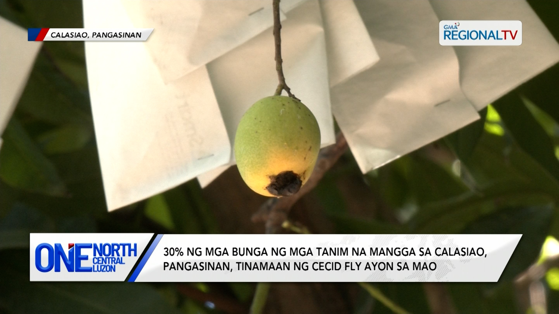 30% ng mga bunga ng mangga sa Calasiao, Pangasinan, tinamaan ng cecid fly | One North Central Luzon