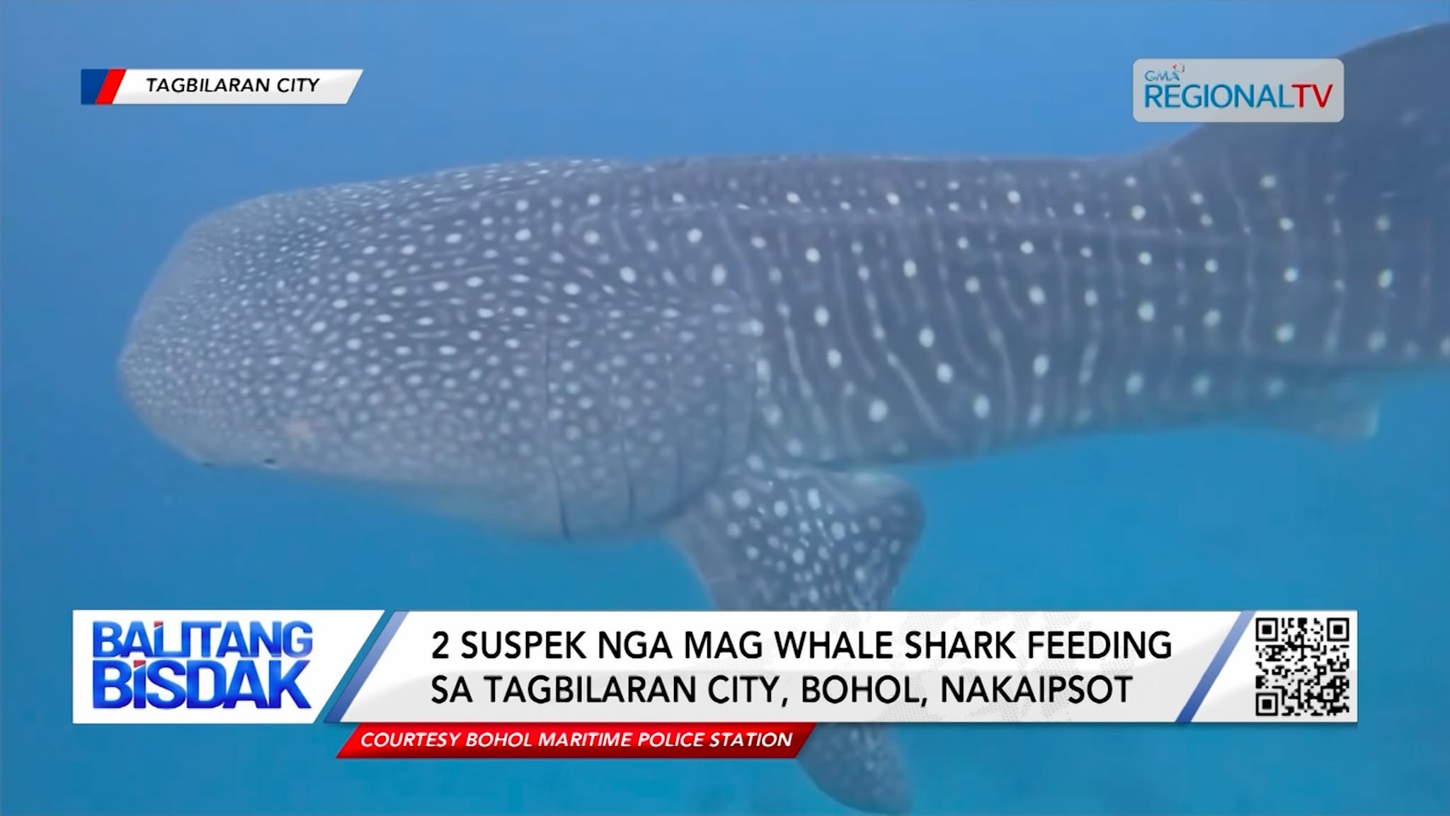 2 Suspek nga Mag Whale Shark Feeding sa Tagbilaran City, Bohol, Nakaipsot | Balitang Bisdak