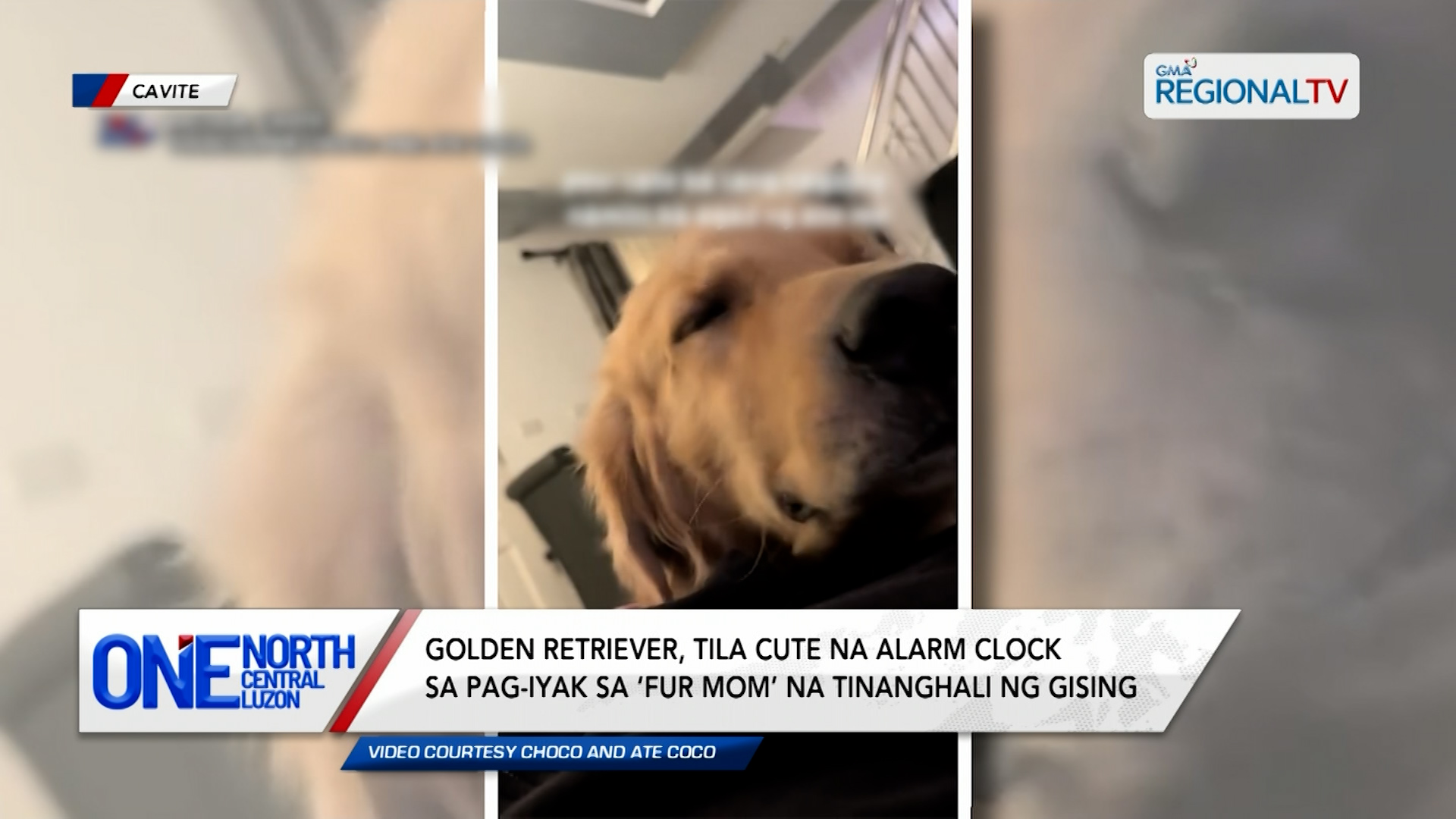 Golden retriever, tila cute na alarm clock sa pag-iyak | One North Central Luzon