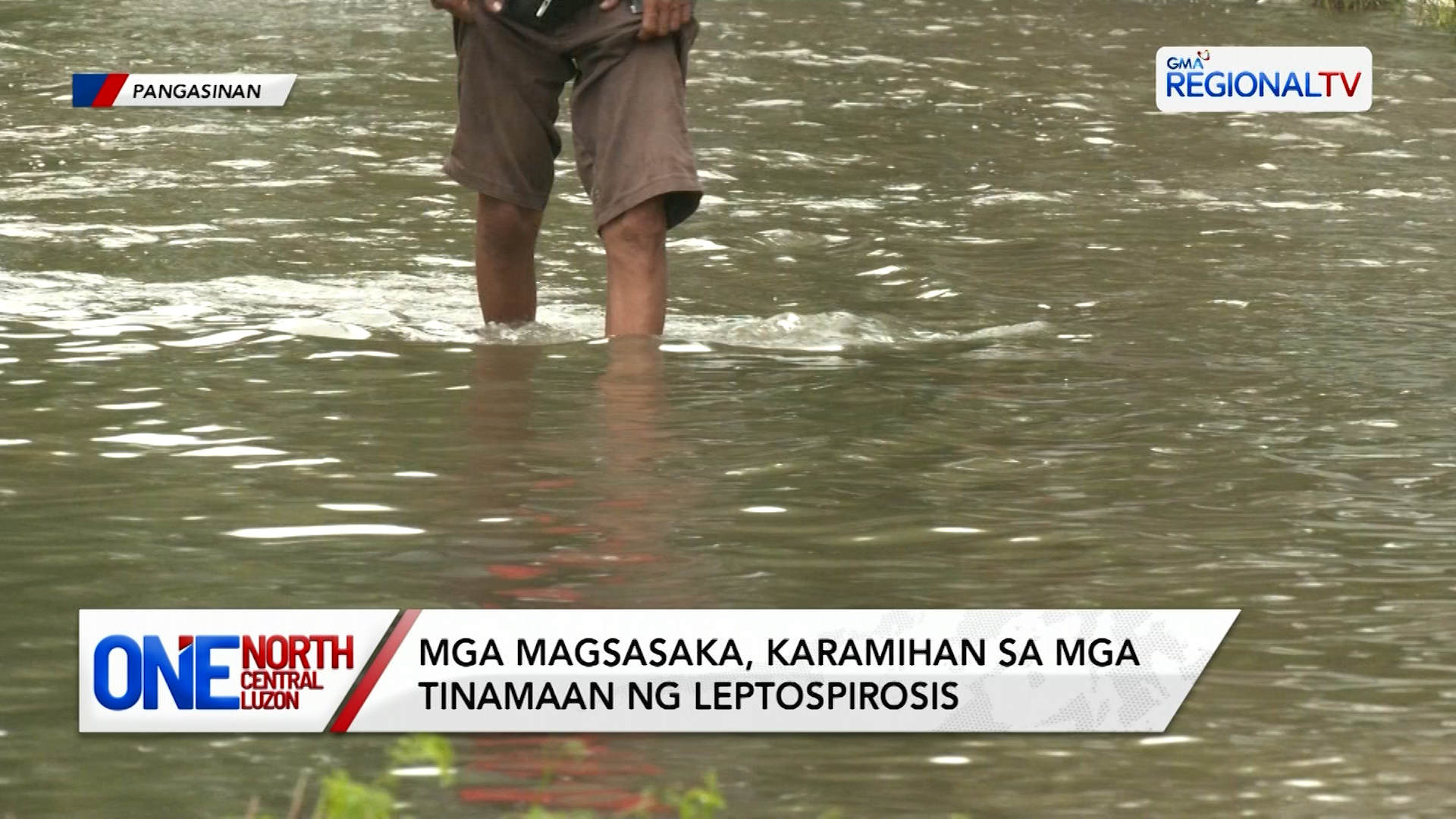 Mga magsasaka, karamihan sa mga tinamaan ng leptospirosis ayon sa DOH | One North Central Luzon
