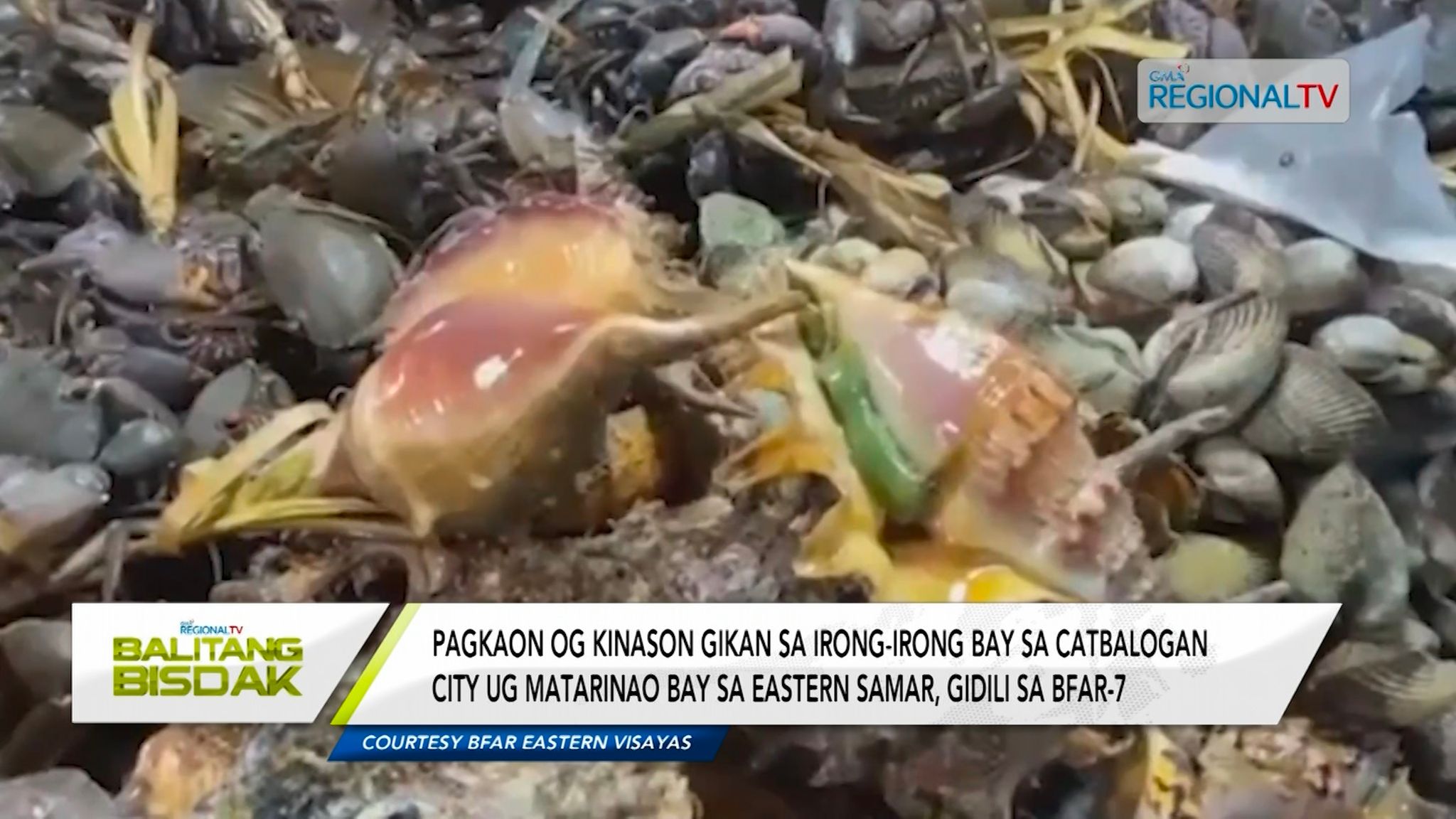 Red tide alert sa pipila ka baybayon sa Eastern Visayas, gipagawas