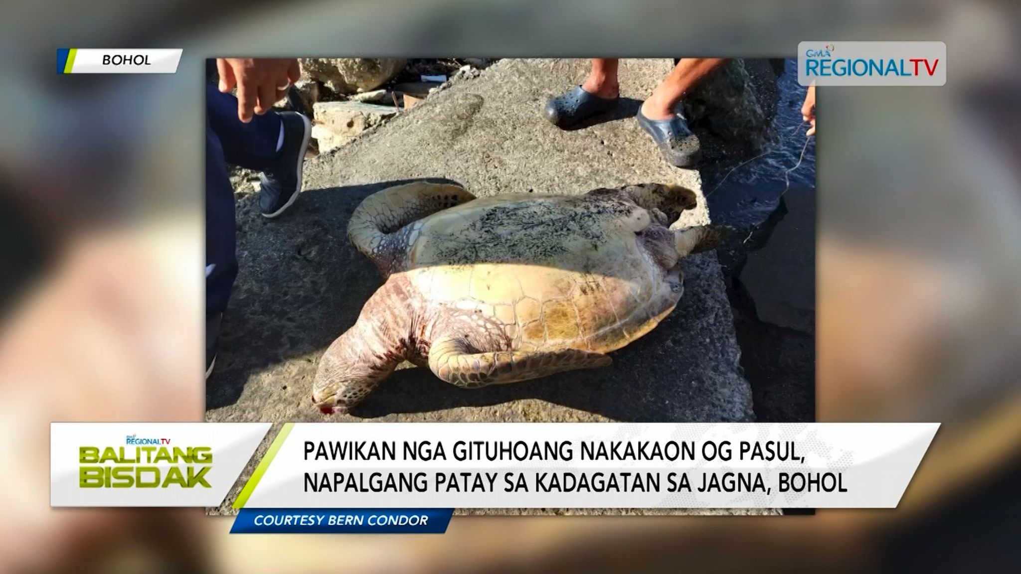 Pawikan, napalgang patay sa Jagna, Bohol