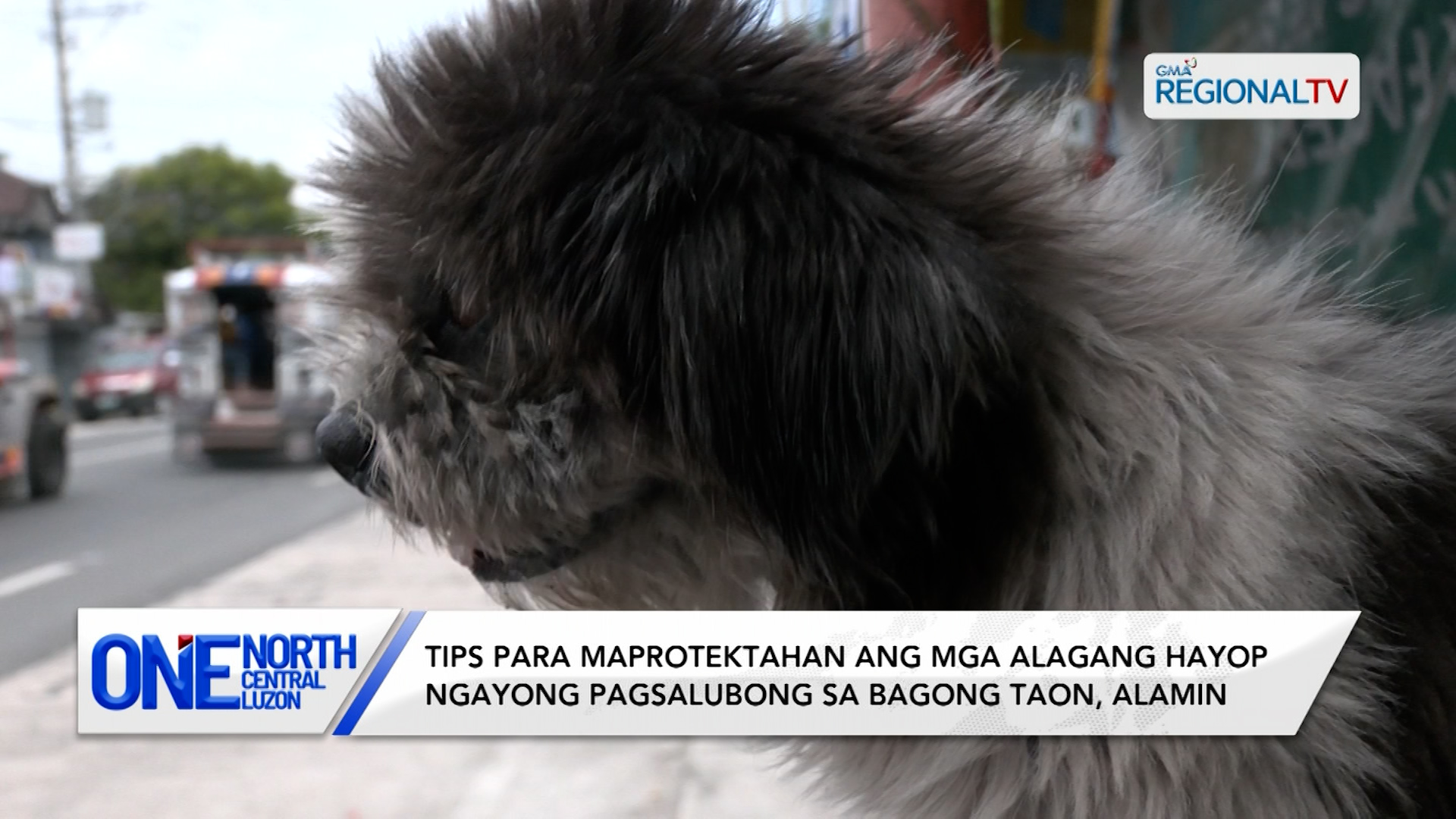 Tips para maprotektahan ang mga alagang hayop sa Bagong Taon, alamin