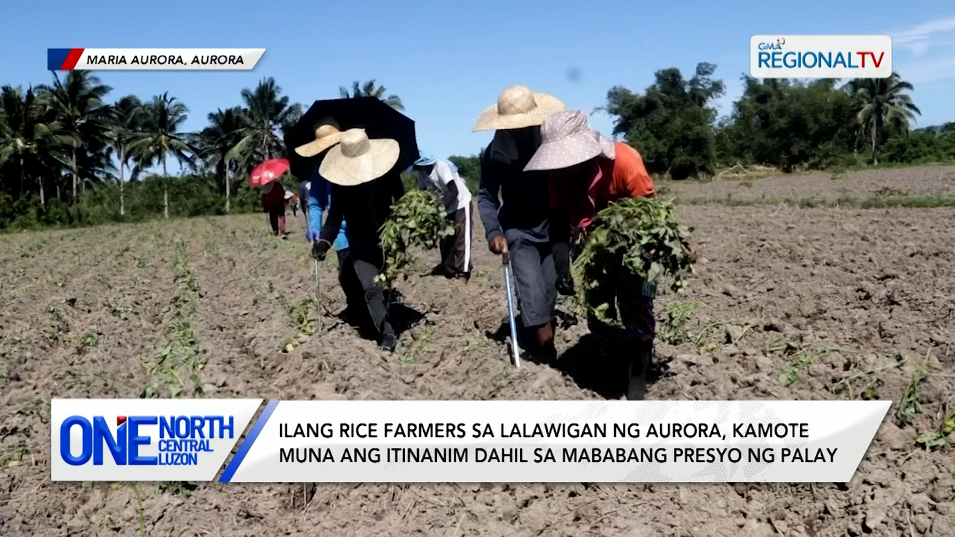 Ilang rice farmers, kamote ang itinanim dahil sa mababang presyo ng palay