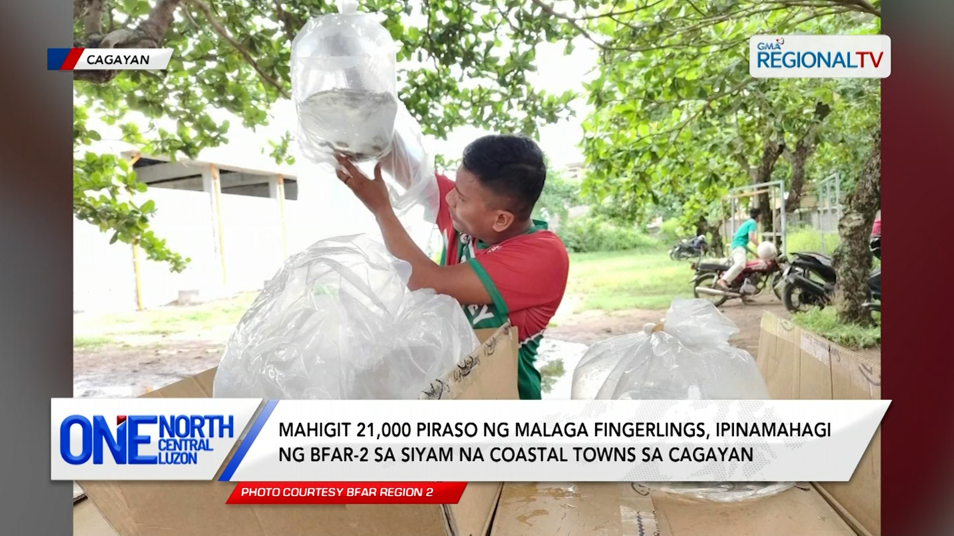 Mahigit 21,000 piraso ng malaga fingerlings, ipinamahagi ng BFAR-2