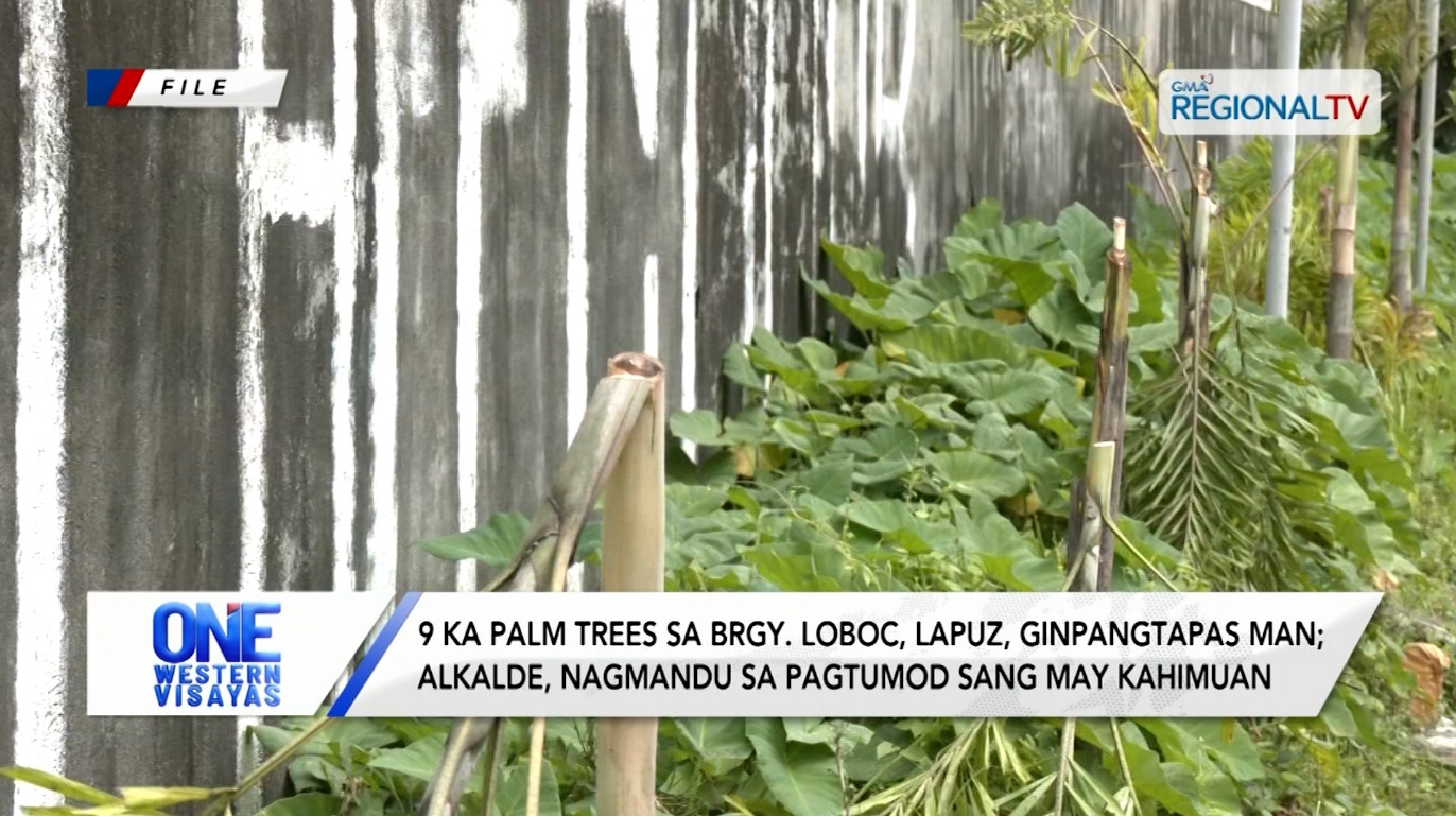 9 ka palm trees sa Brgy. Loboc, Lapuz, ginpangtapas man | One Western Visayas